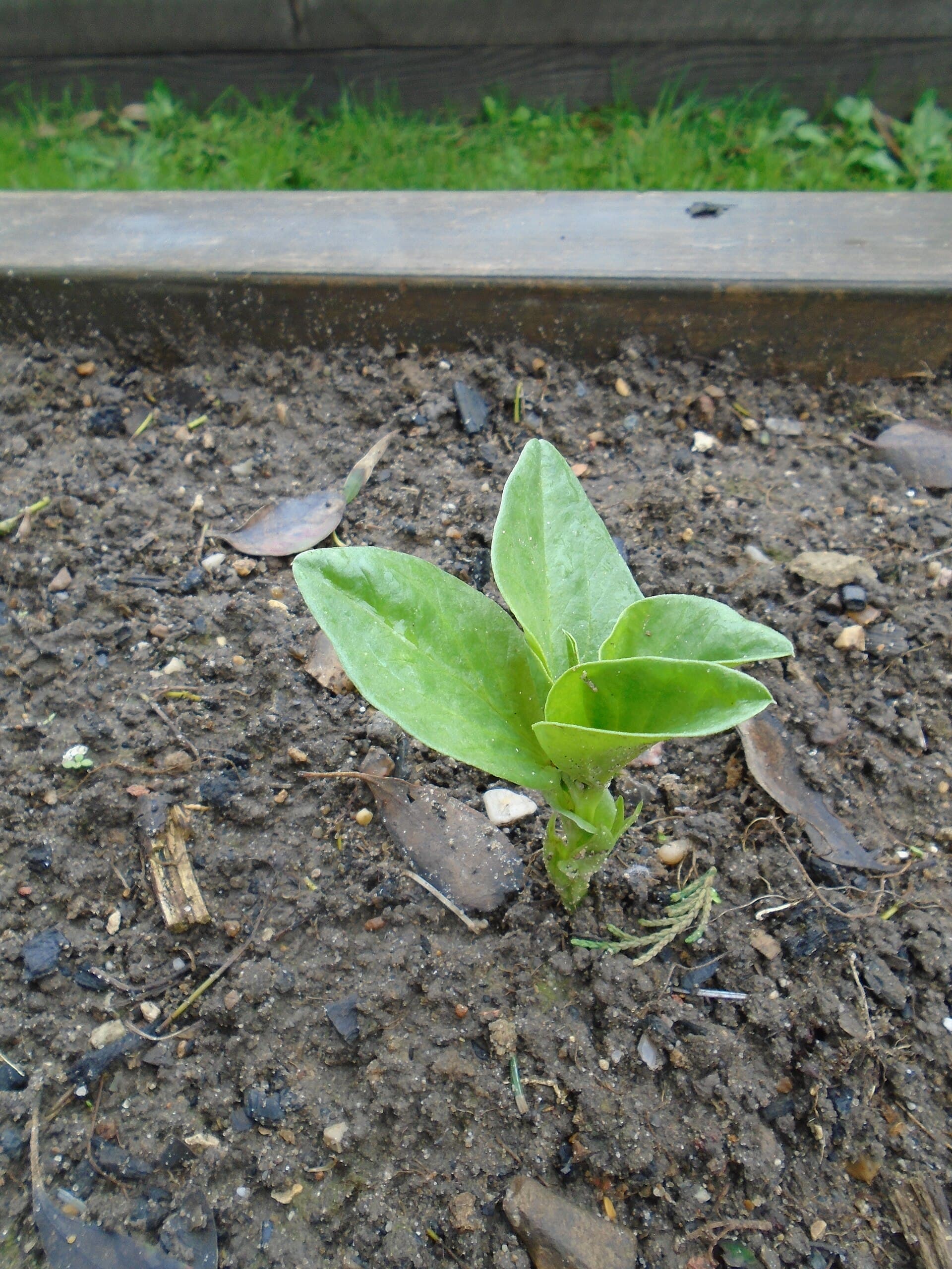 Cultivo de Haba para grano