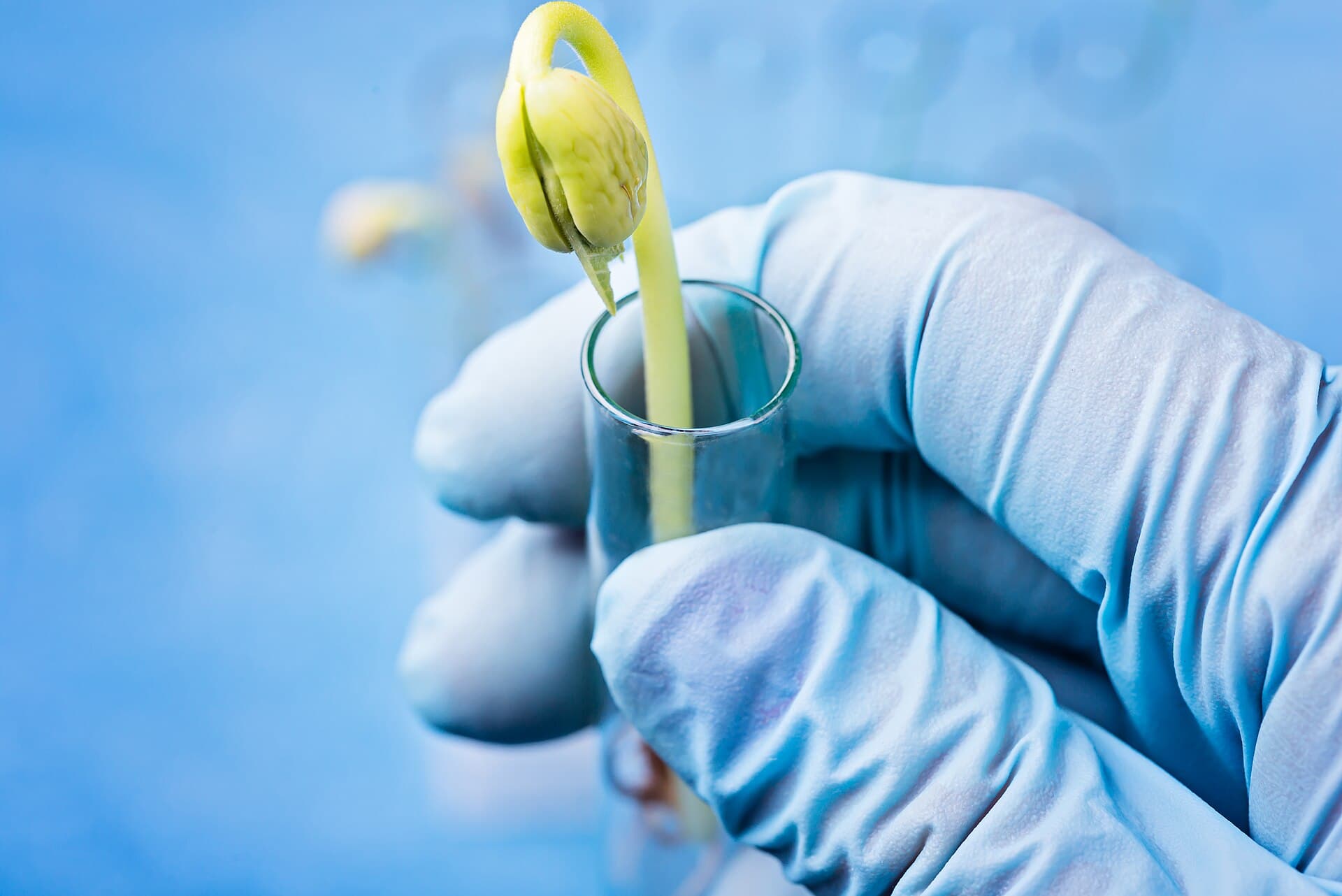 Cultivo de Hortícolas