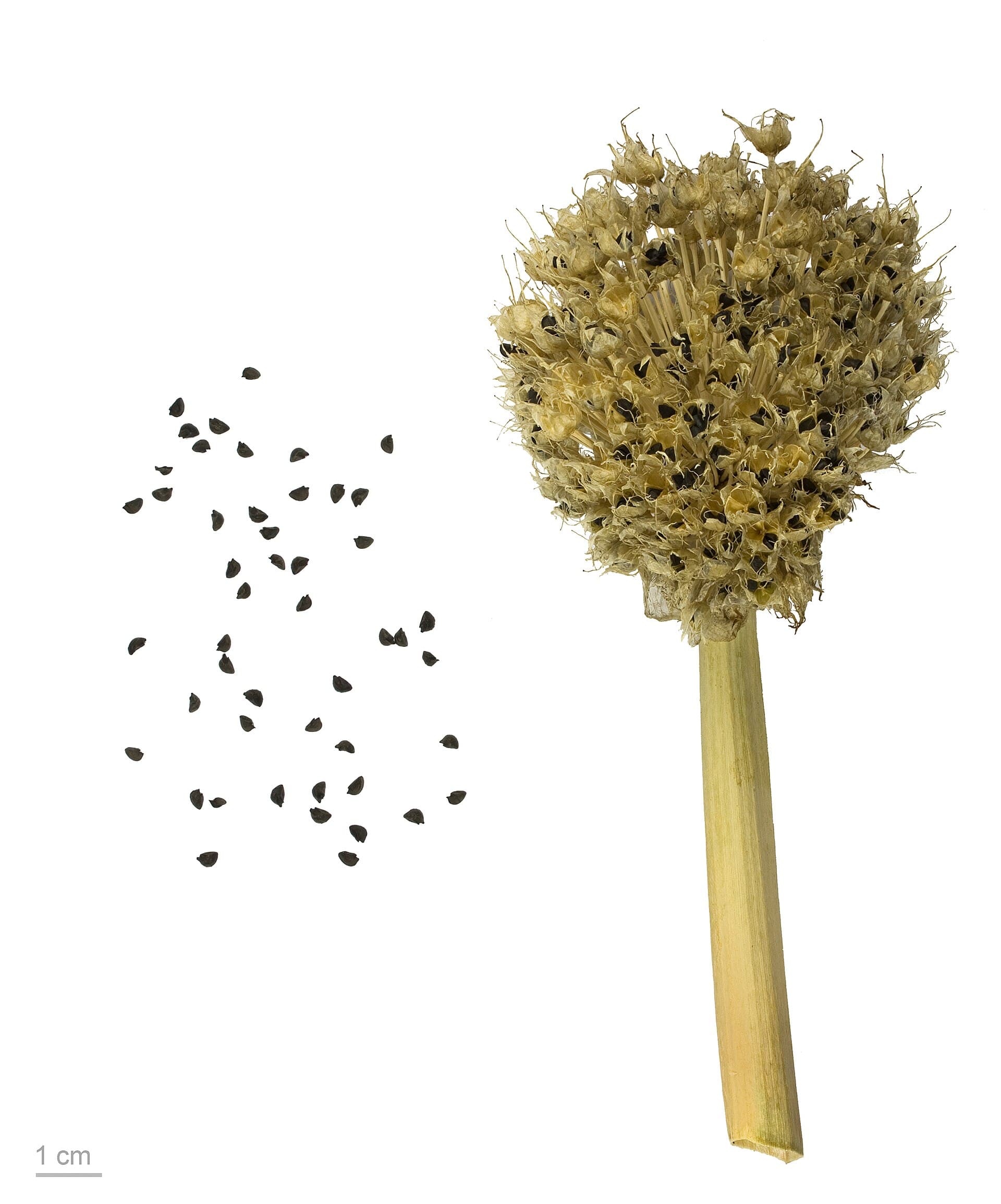 Cultivo de Cebolleta