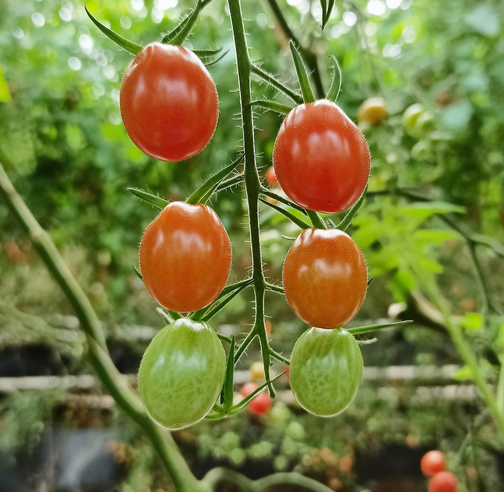 Cultivo de Tomate