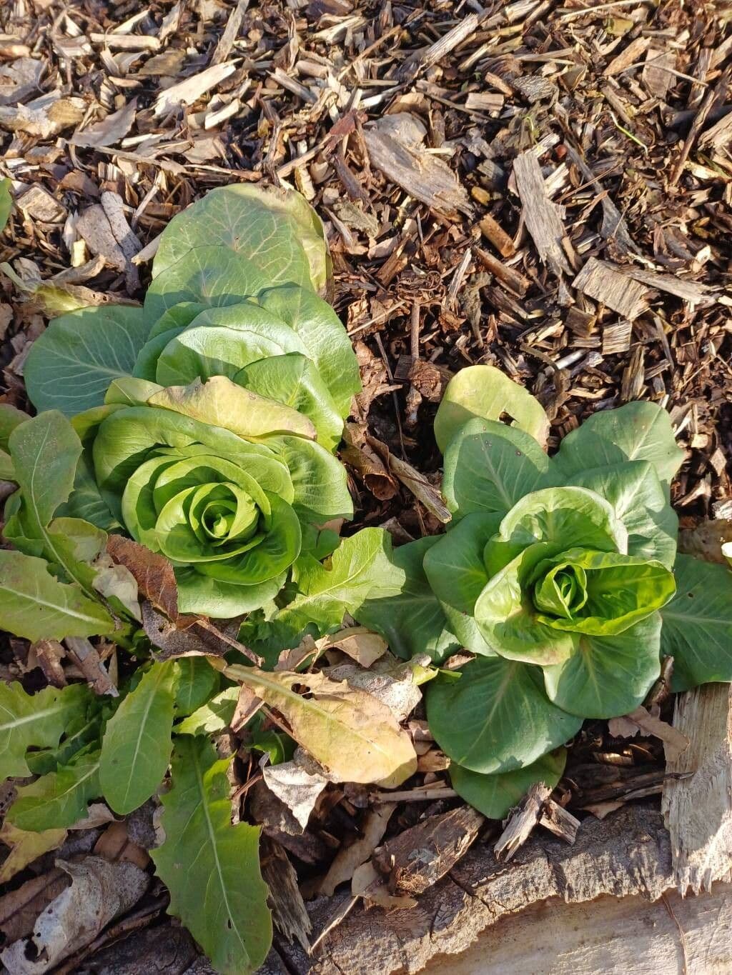 Cultivo de Lechuga y similares