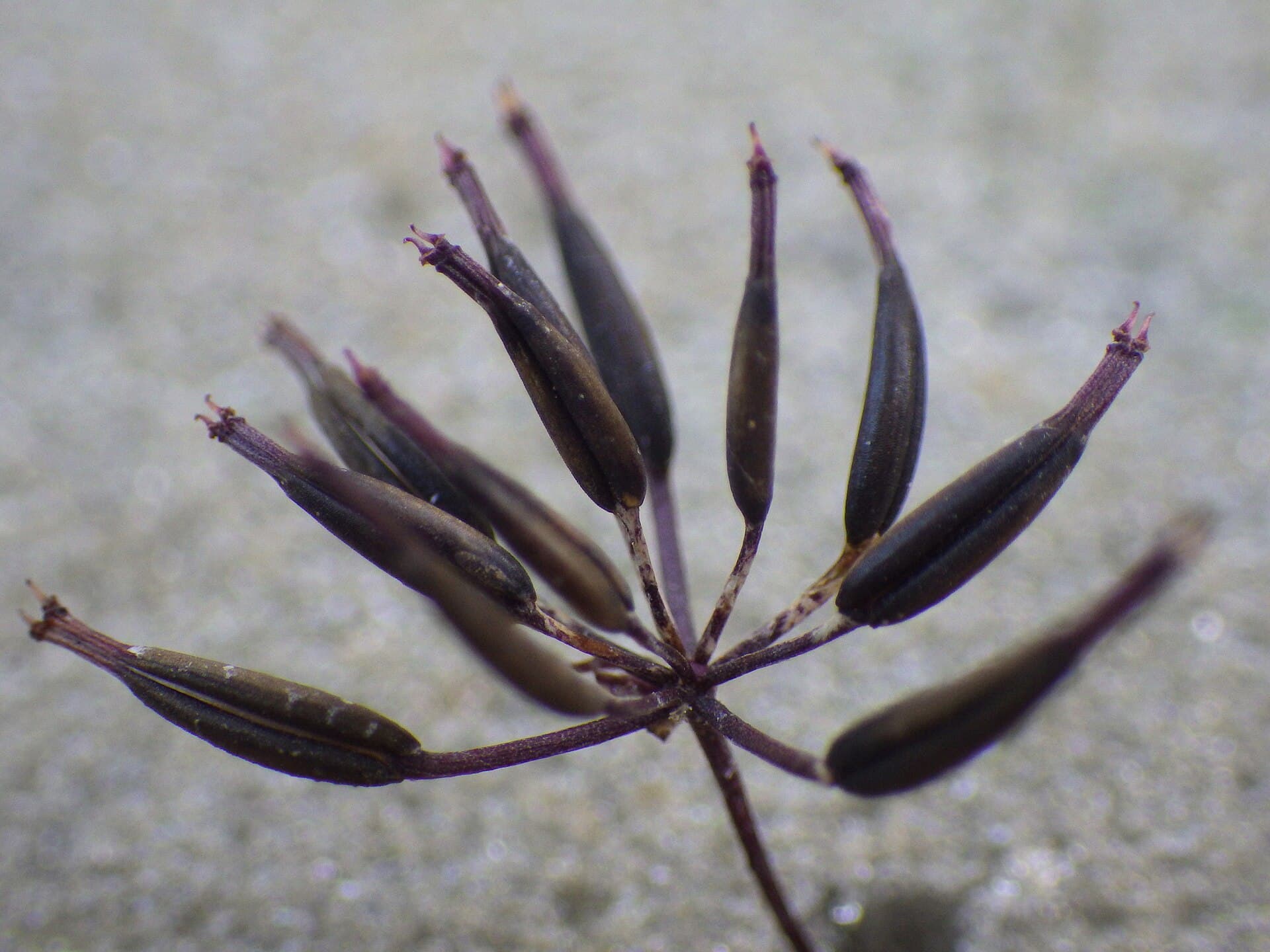 Cultivo de Perifollo