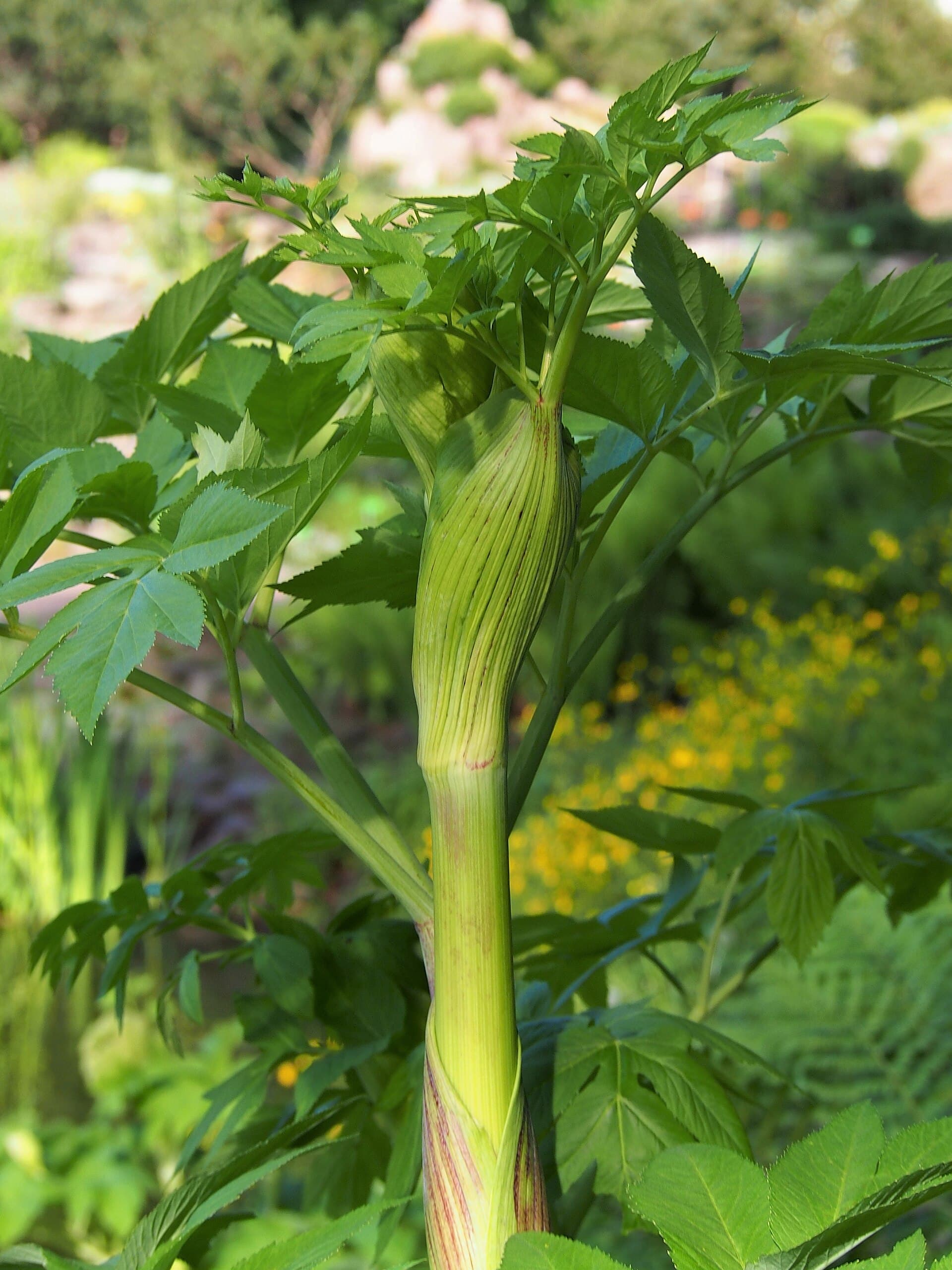 Cultivo de Angélica