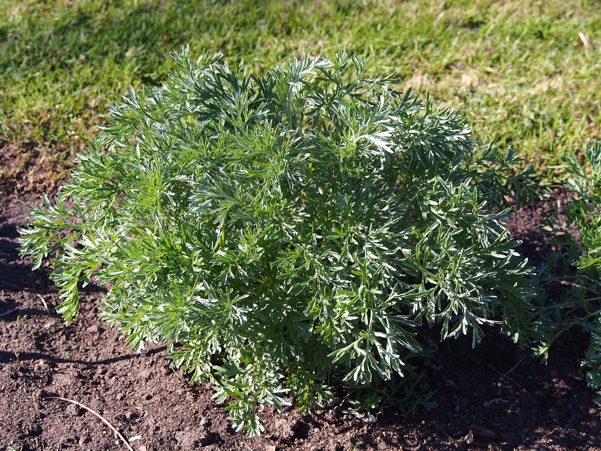 Cultivo de Estragón