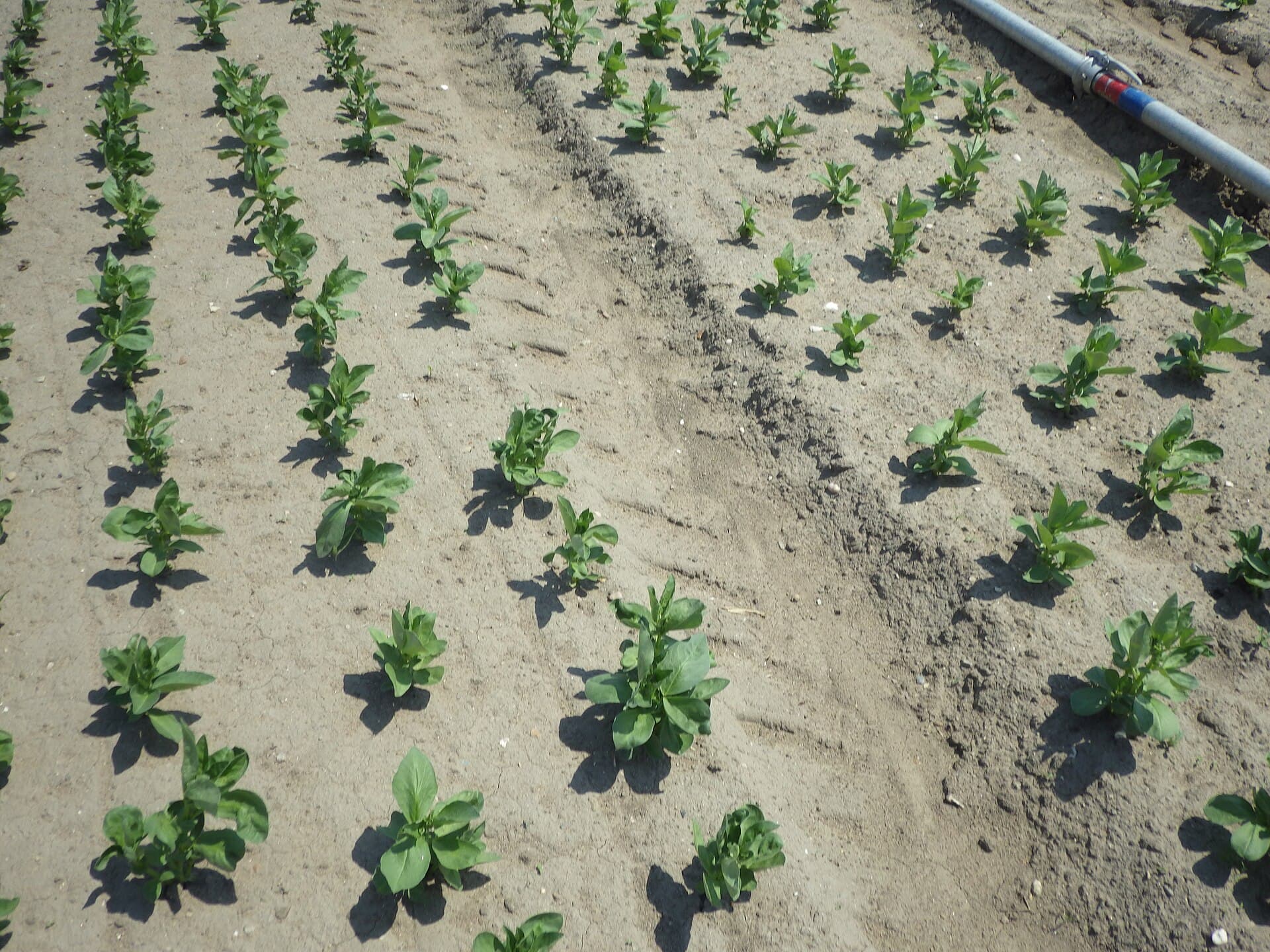 Cultivo de Haba verde