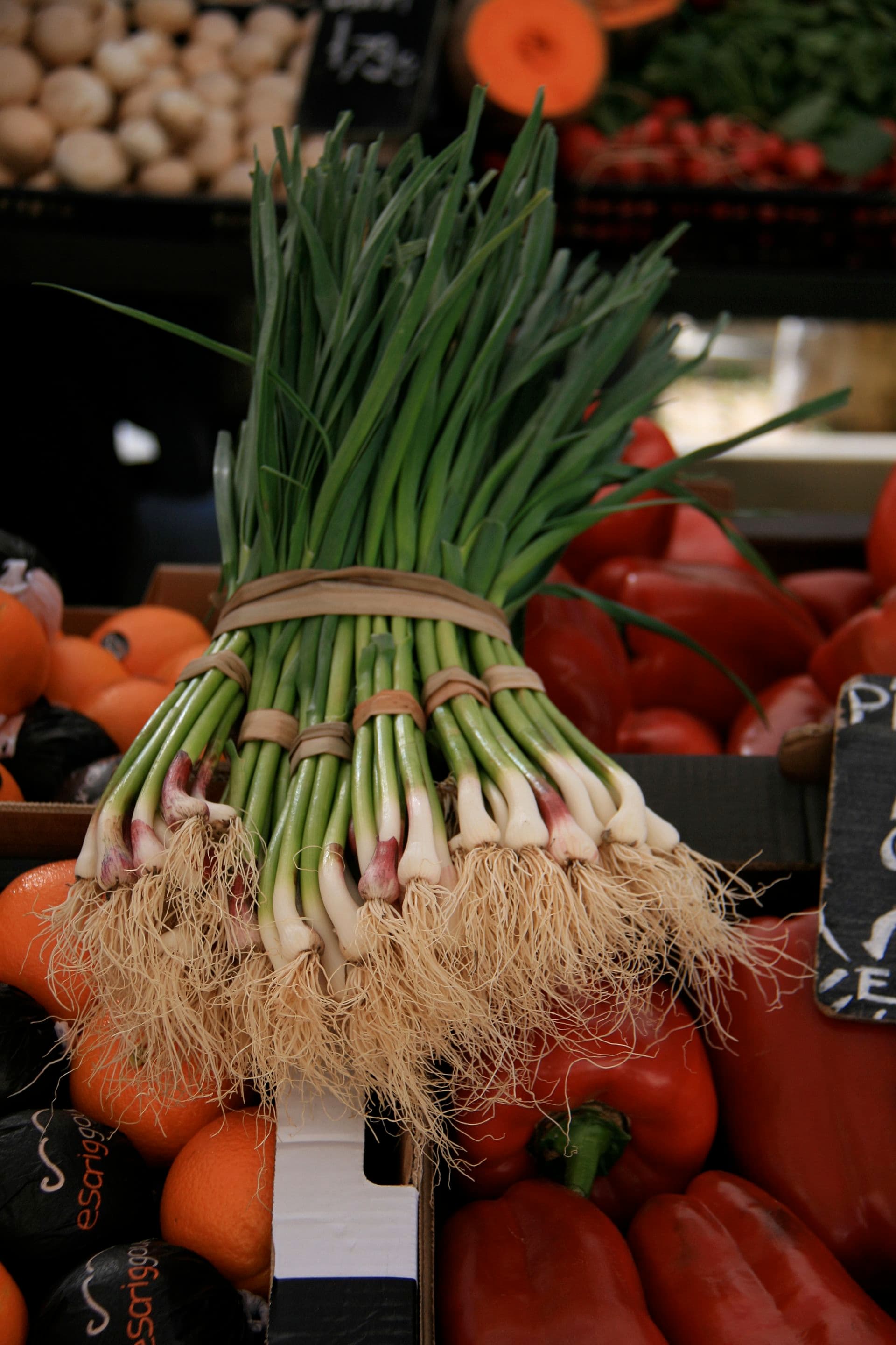 Cultivo de Ajete, ajo tierno