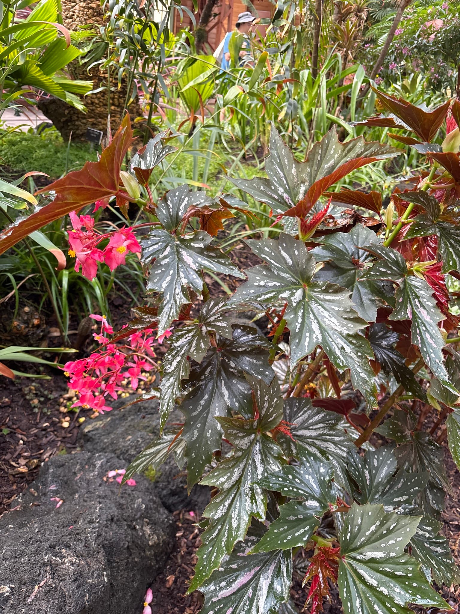 Cultivo representativo de Ornamentales herbáceas