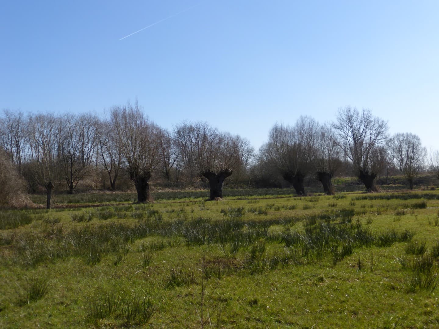 Cultivo de Praderas de siembra