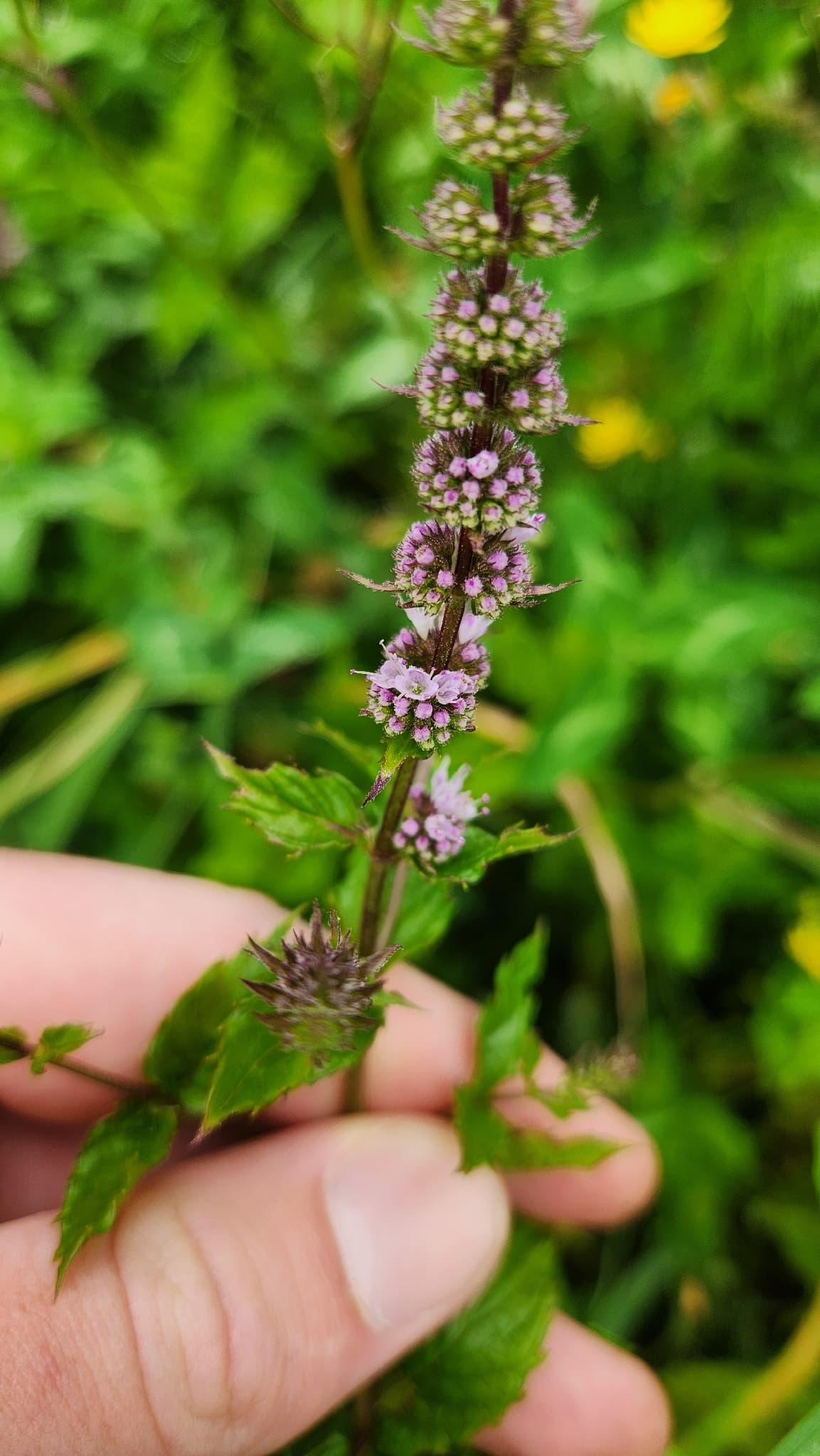 Cultivo de Hierbas aromáticas y flores comestibles (producto cosechado)