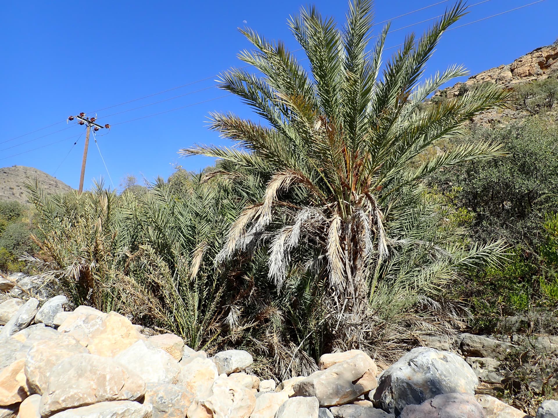 Cultivo de Palmáceas