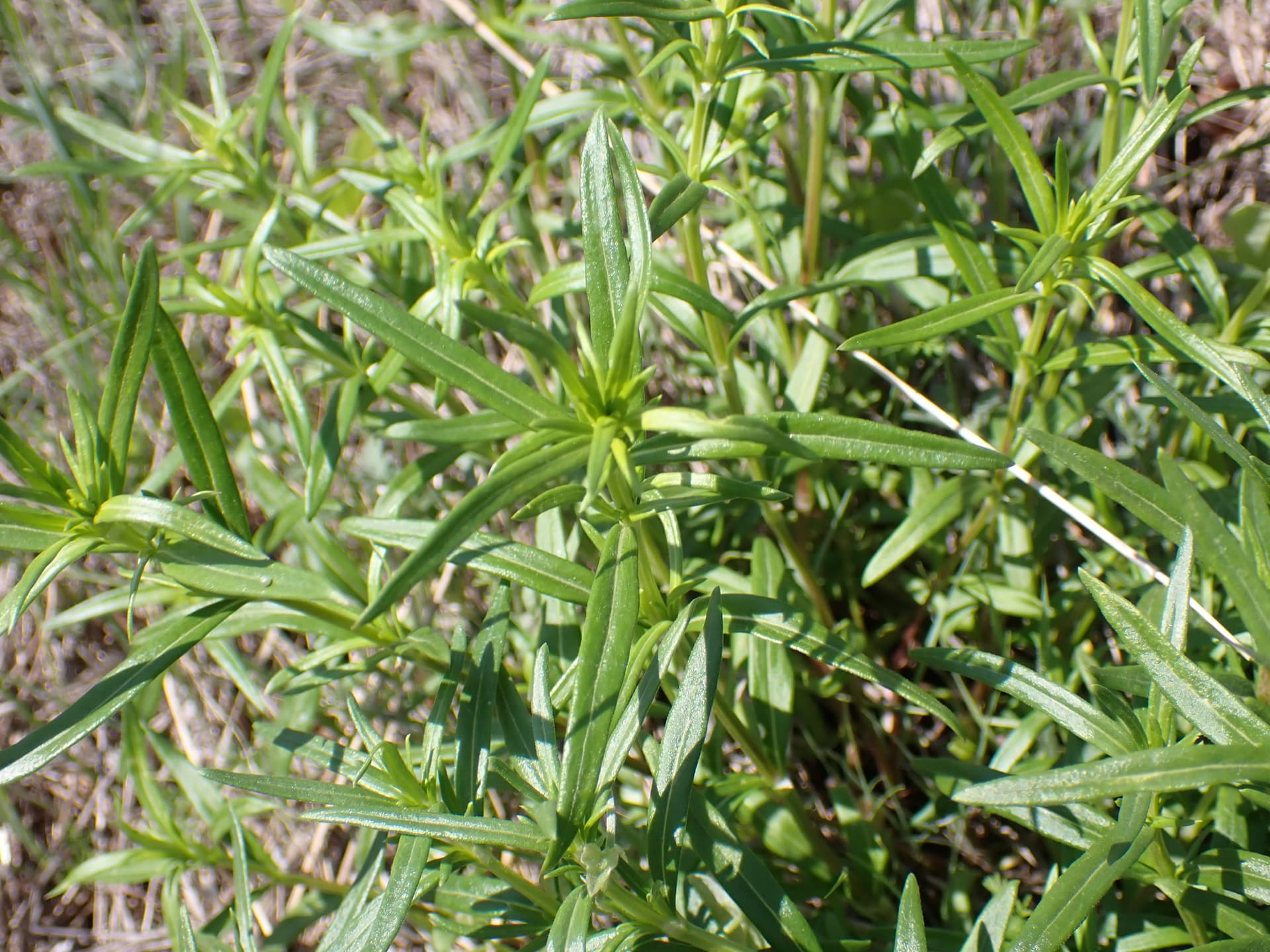 Plaga de AMANIA, AMMANNIA SPP.