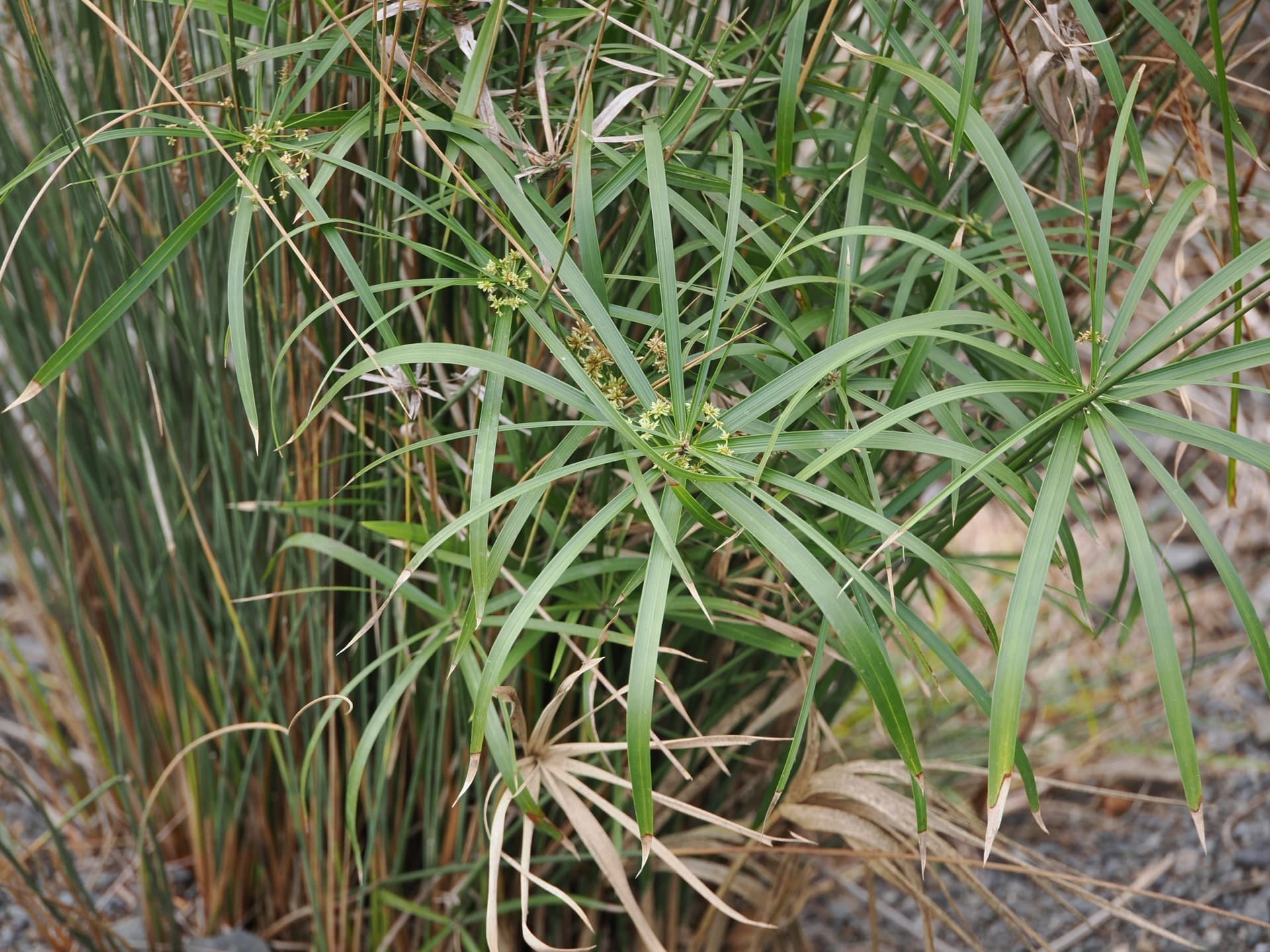 Plaga de JUNCIAS, CYPERUS SPP. (ESPECIES PLURIANUALES)