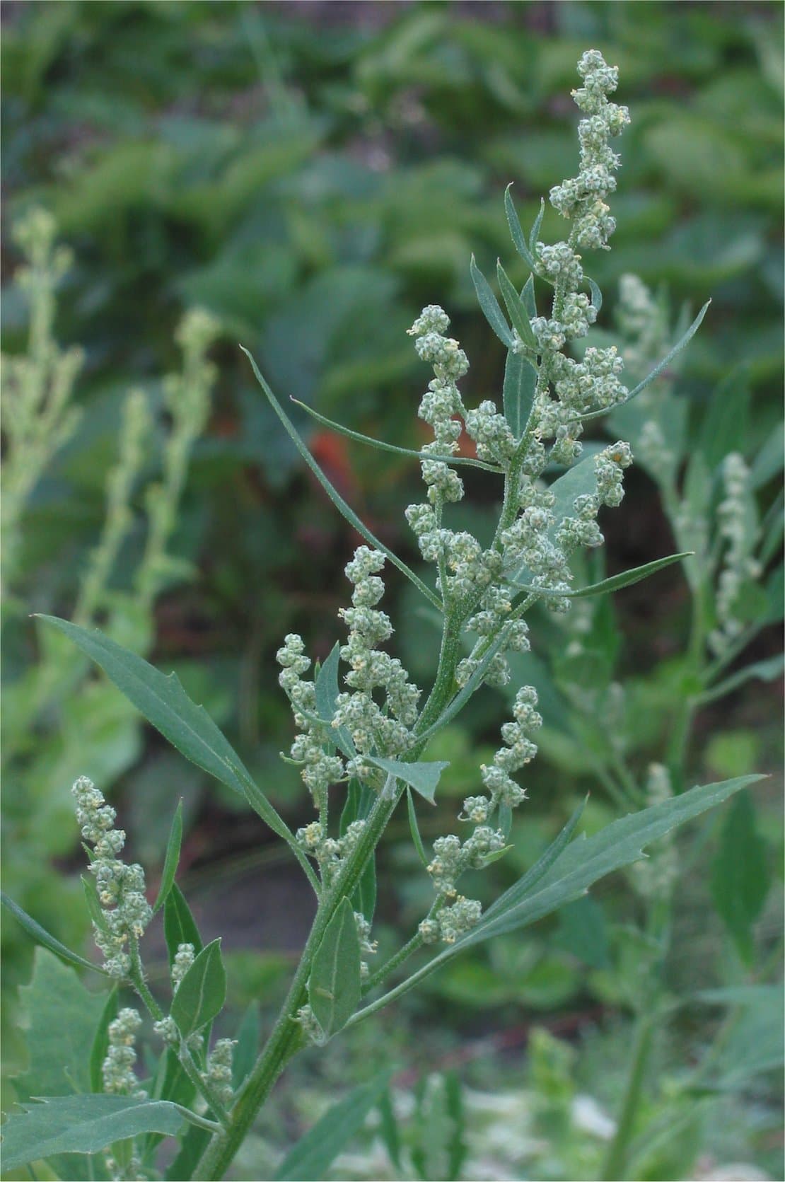 Plaga de CENIZOS, CHENOPODIUM SPP.
