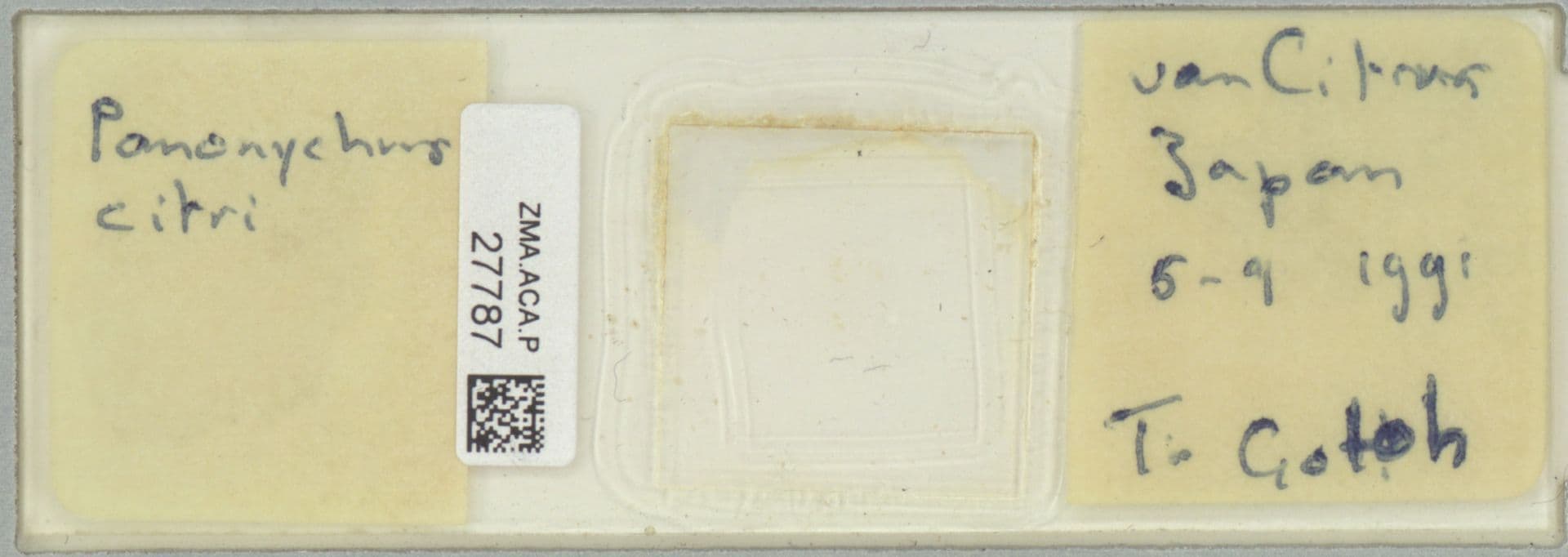 Plaga de ÁCARO ROJO DE LOS CÍTRICOS, PANONYCHUS CITRI