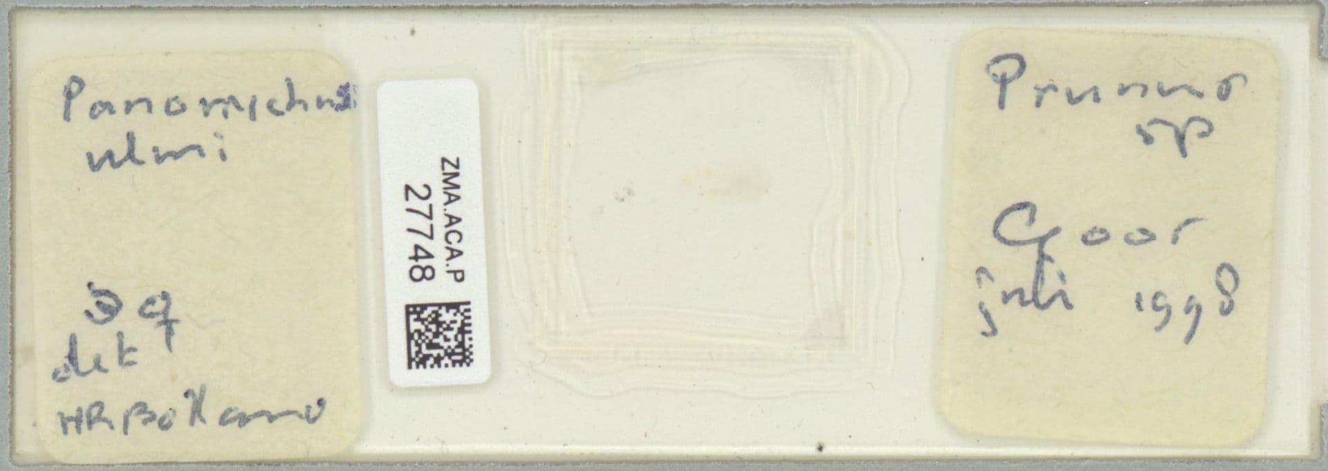 Plaga de ÁCARO ROJO DE LOS FRUTALES, PANONYCHUS ULMI