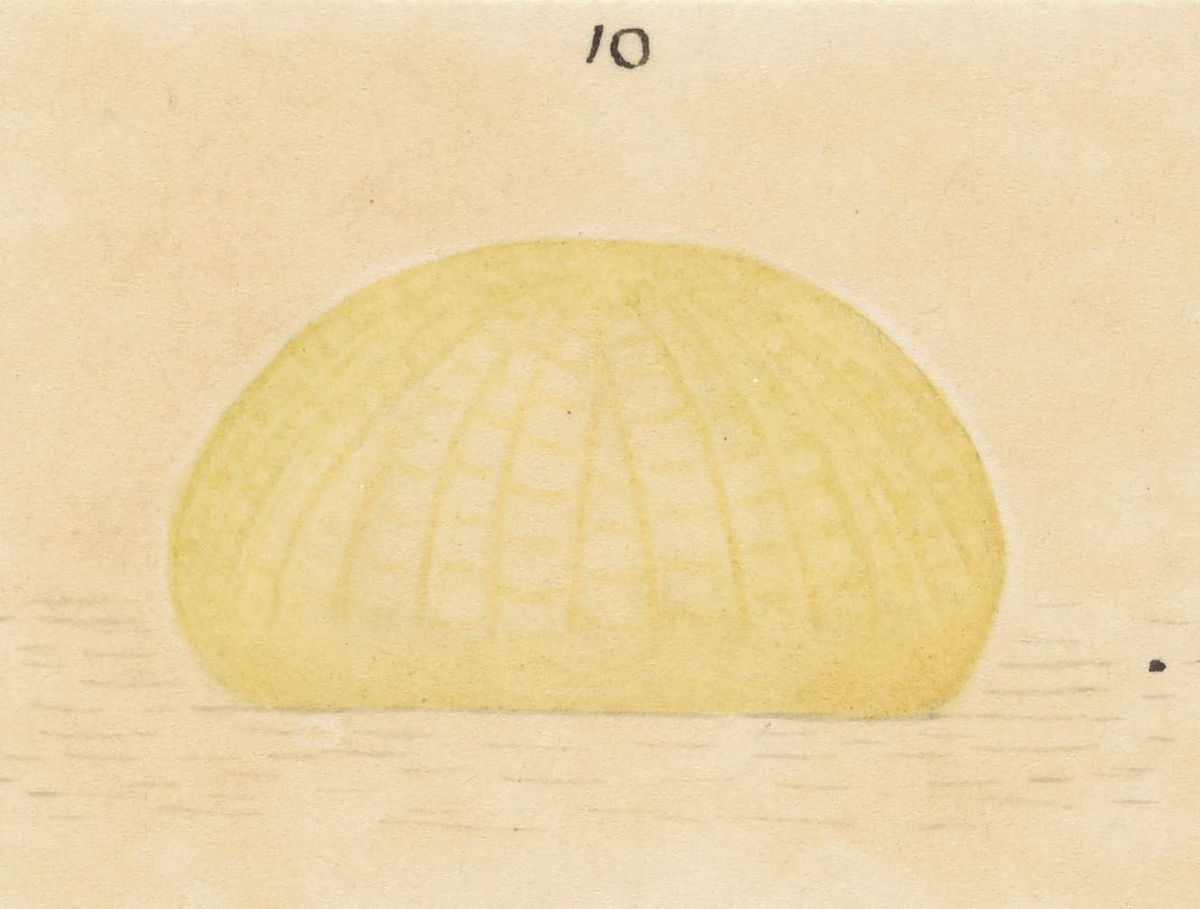 Plaga de PLUSIA, CHRYSODEIXIS CHALCITES