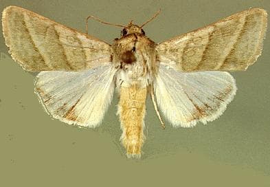Plaga de HELIOTHIS, HELICOVERPA SPP.