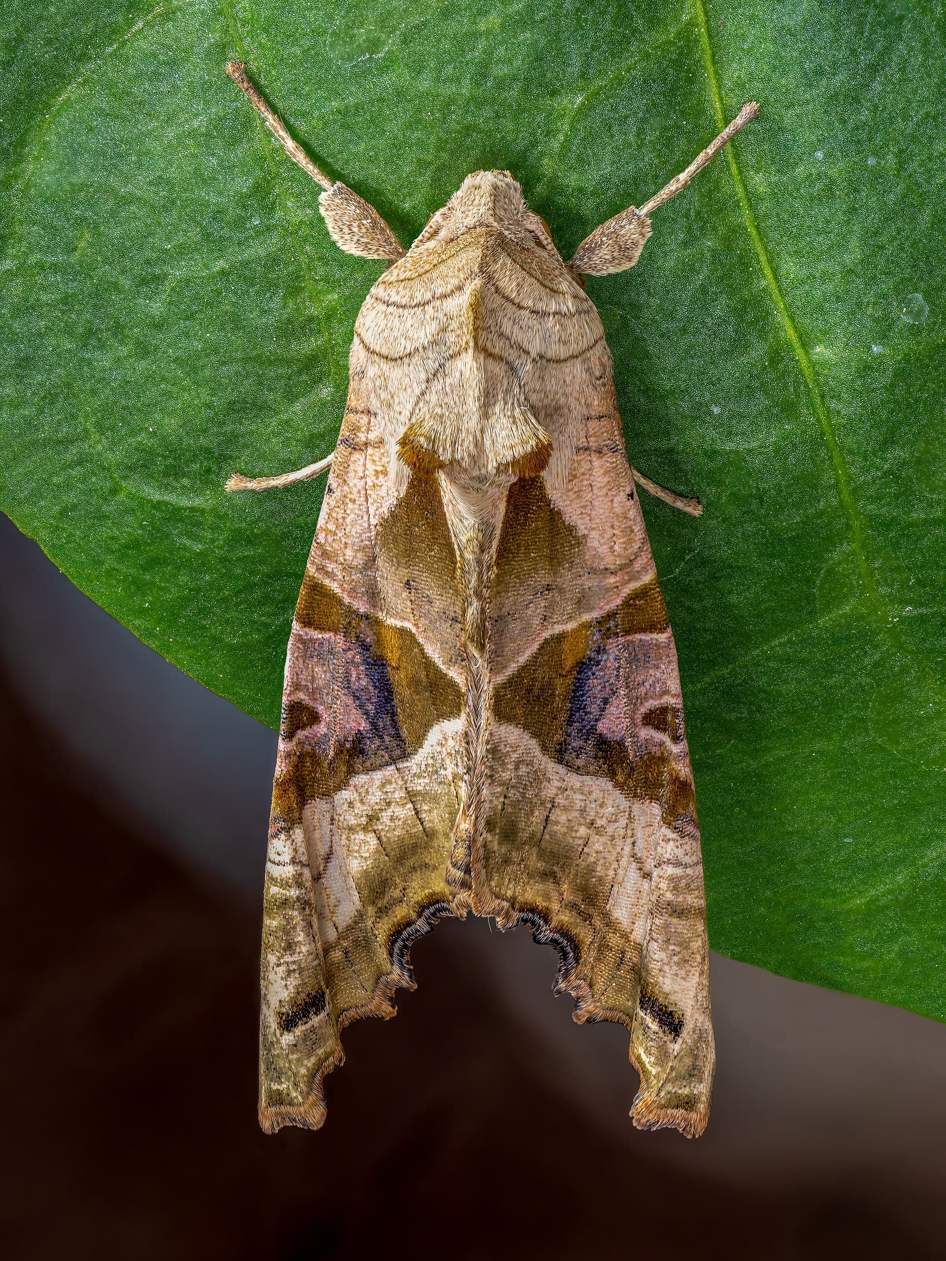 Plaga de PHLOGOPHORA METICULOSA