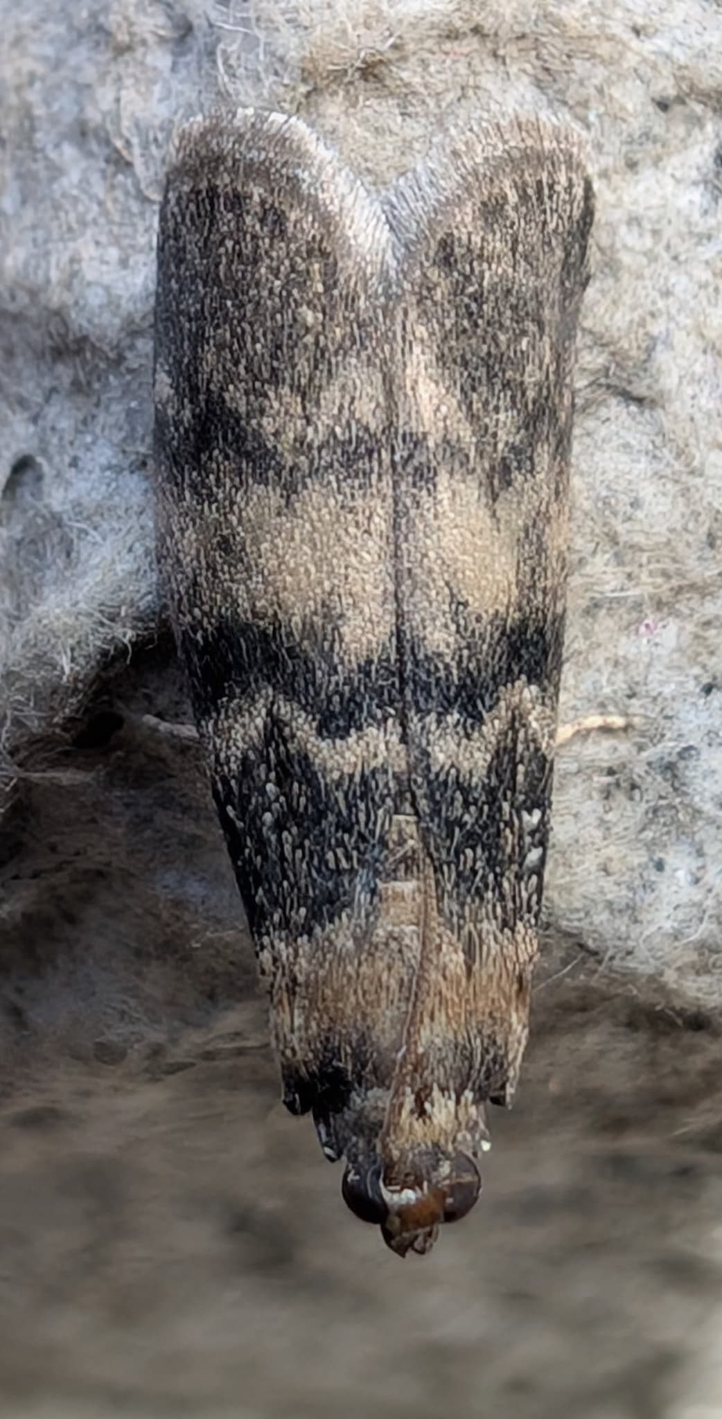 Plaga de ABICHADO, EUZOPHERA PINGUIS