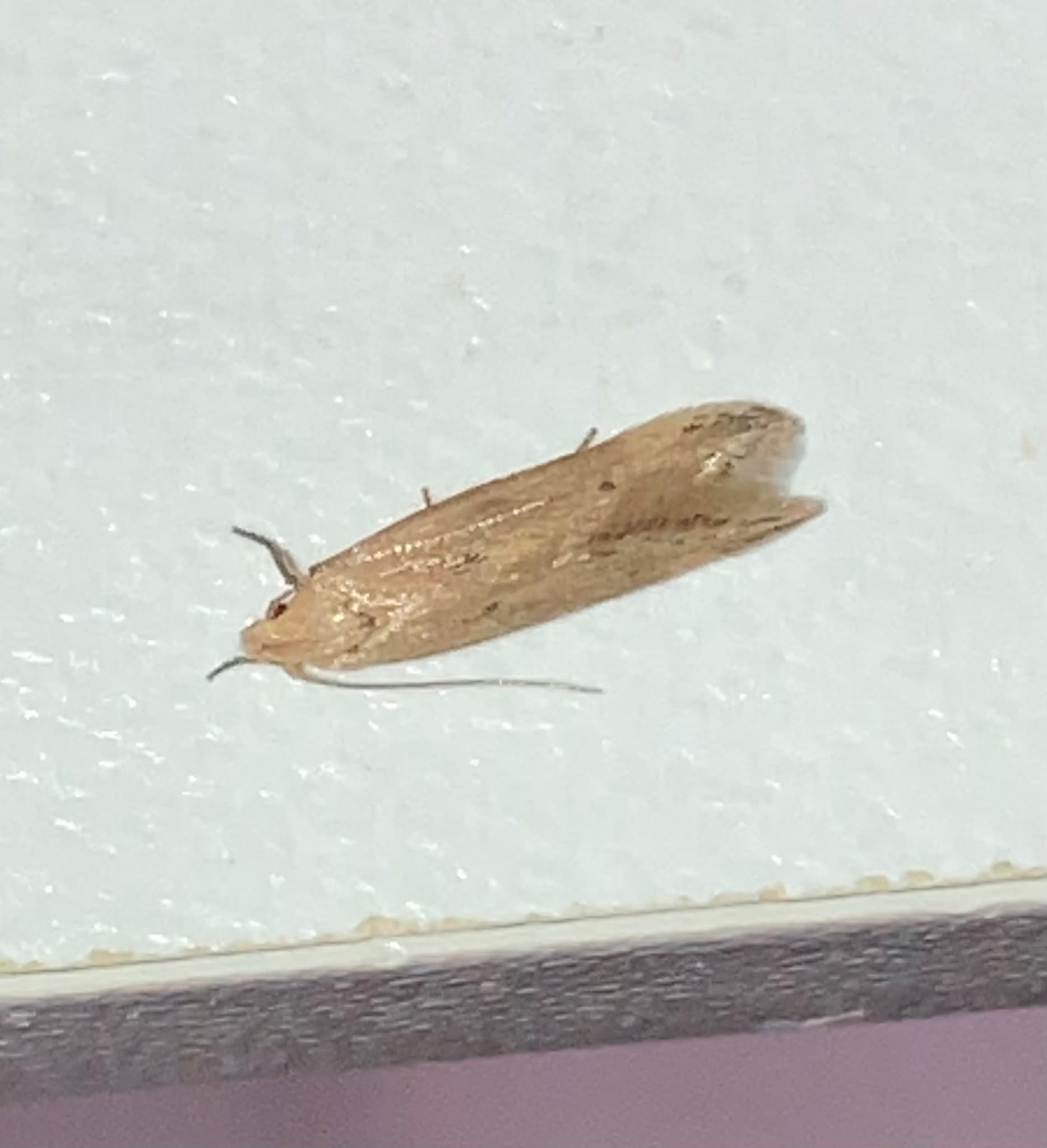 Plaga de POLILLA DEL MAÍZ, SITOTROGA CEREALELLA