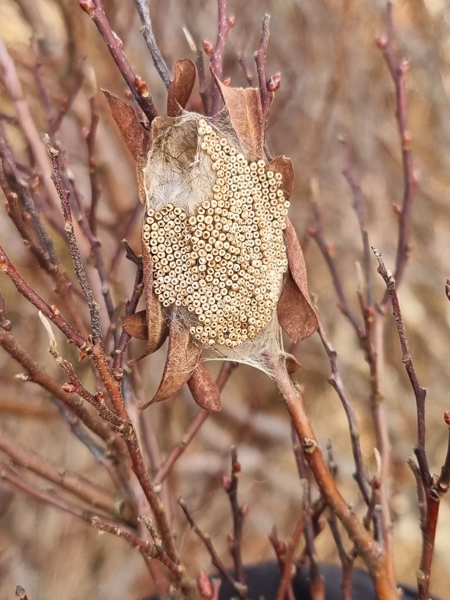 Plaga de VIEJECITA, ORGYIA ANTIQUA