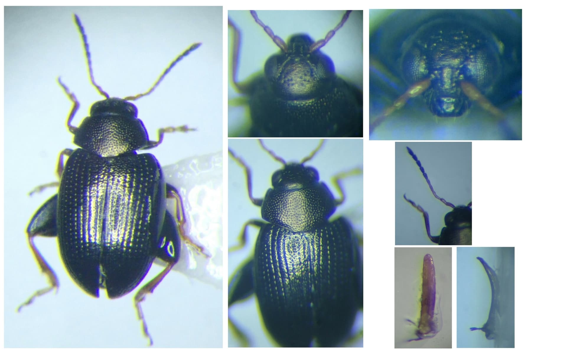 Plaga de PULGUILLA DE LA REMOLACHA, CHAETOCNEMA TIBIALIS