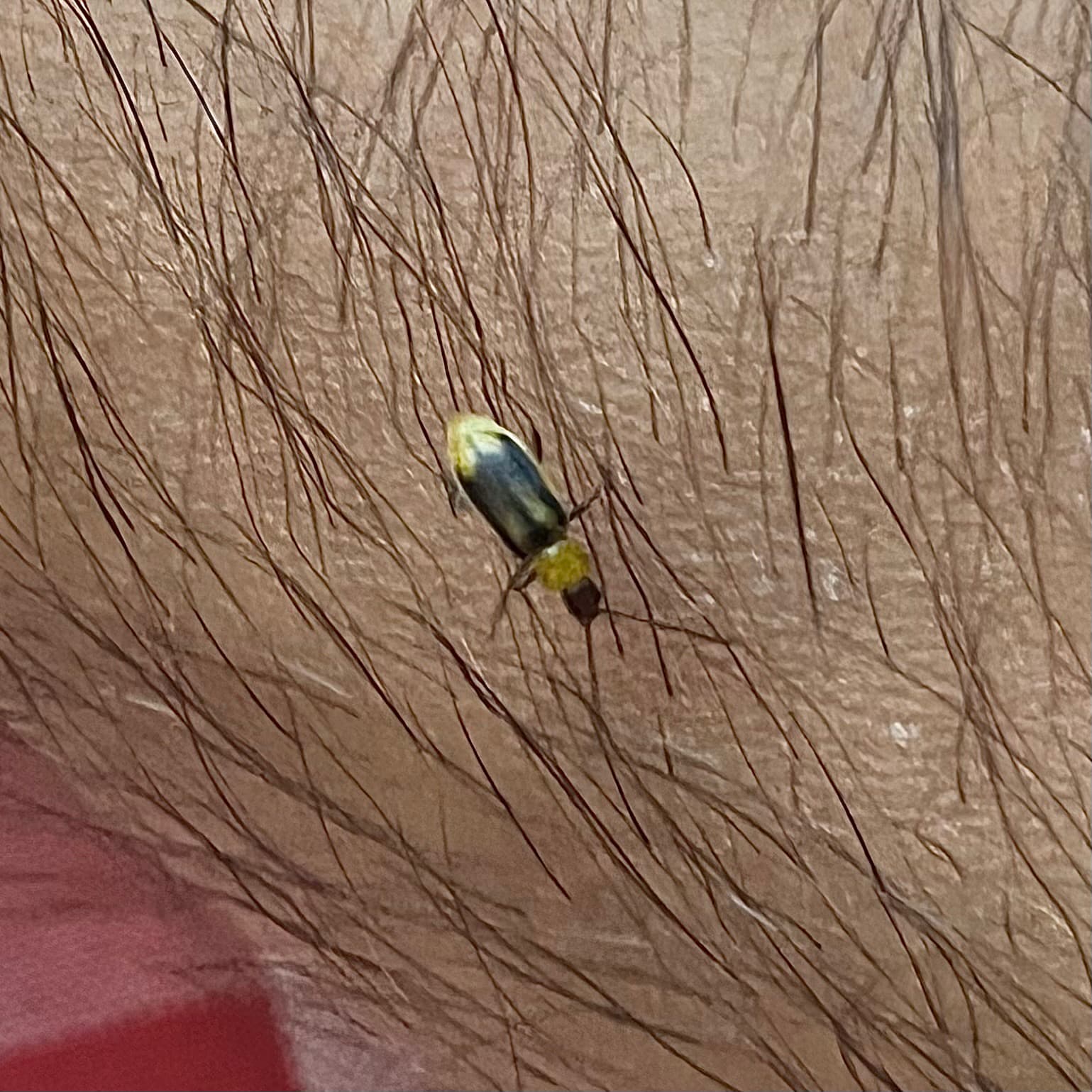 Plaga de DIABRÓTICA DEL MAÍZ, DIABROTICA VIRGIFERA