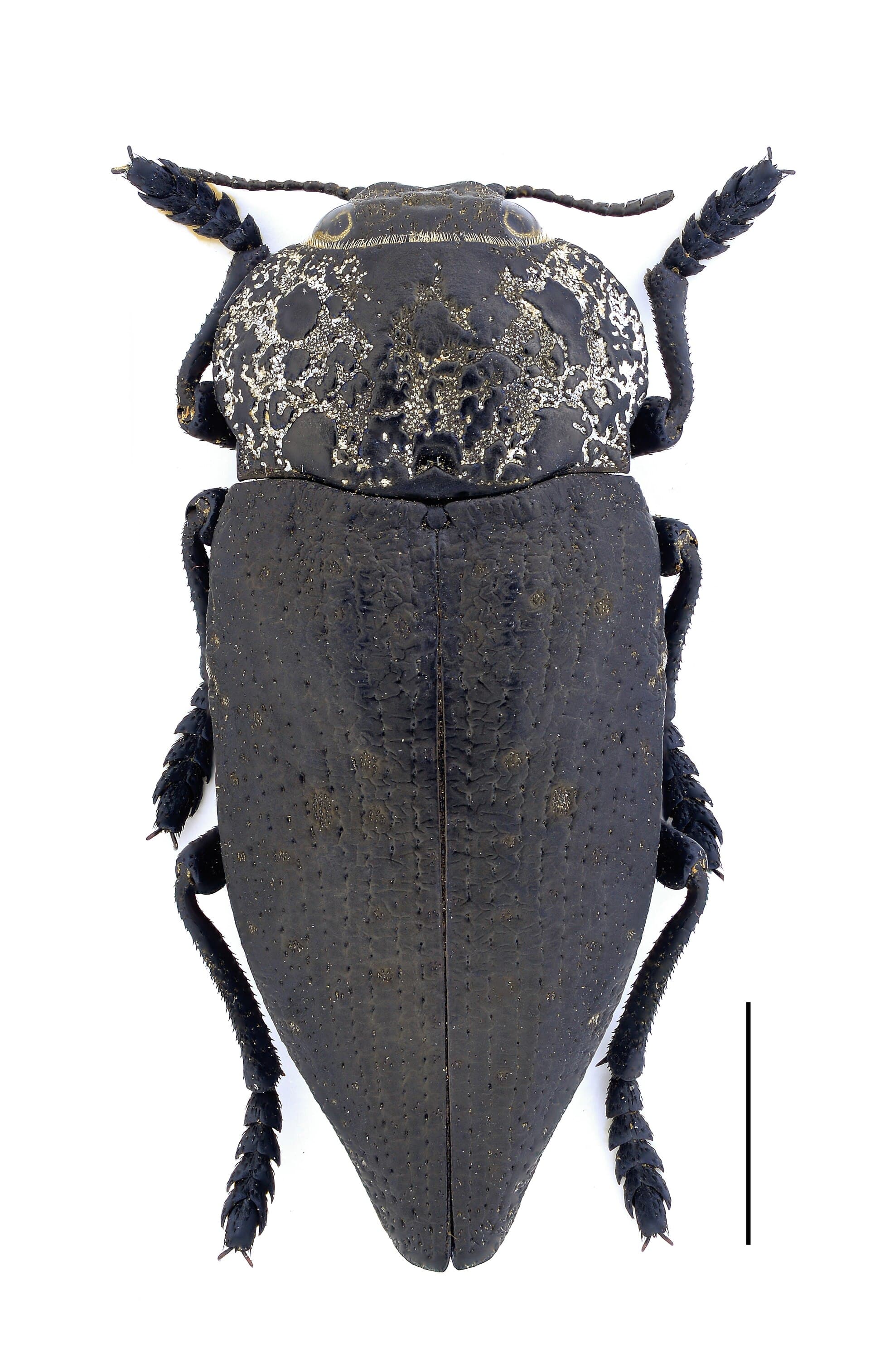 Plaga de GUSANO CABEZUDO, CAPNODIS TENEBRIONIS