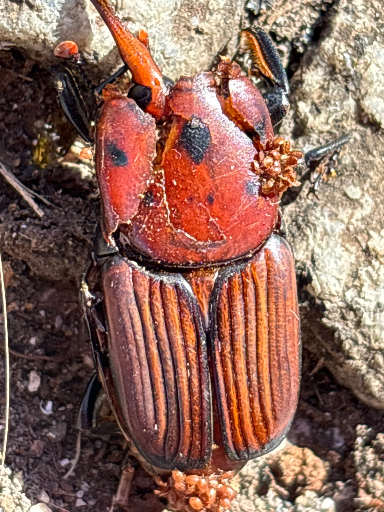 Plaga de PICUDO DE LAS PALMERAS, RHYNCHOPHORUS FERRUGINEUS