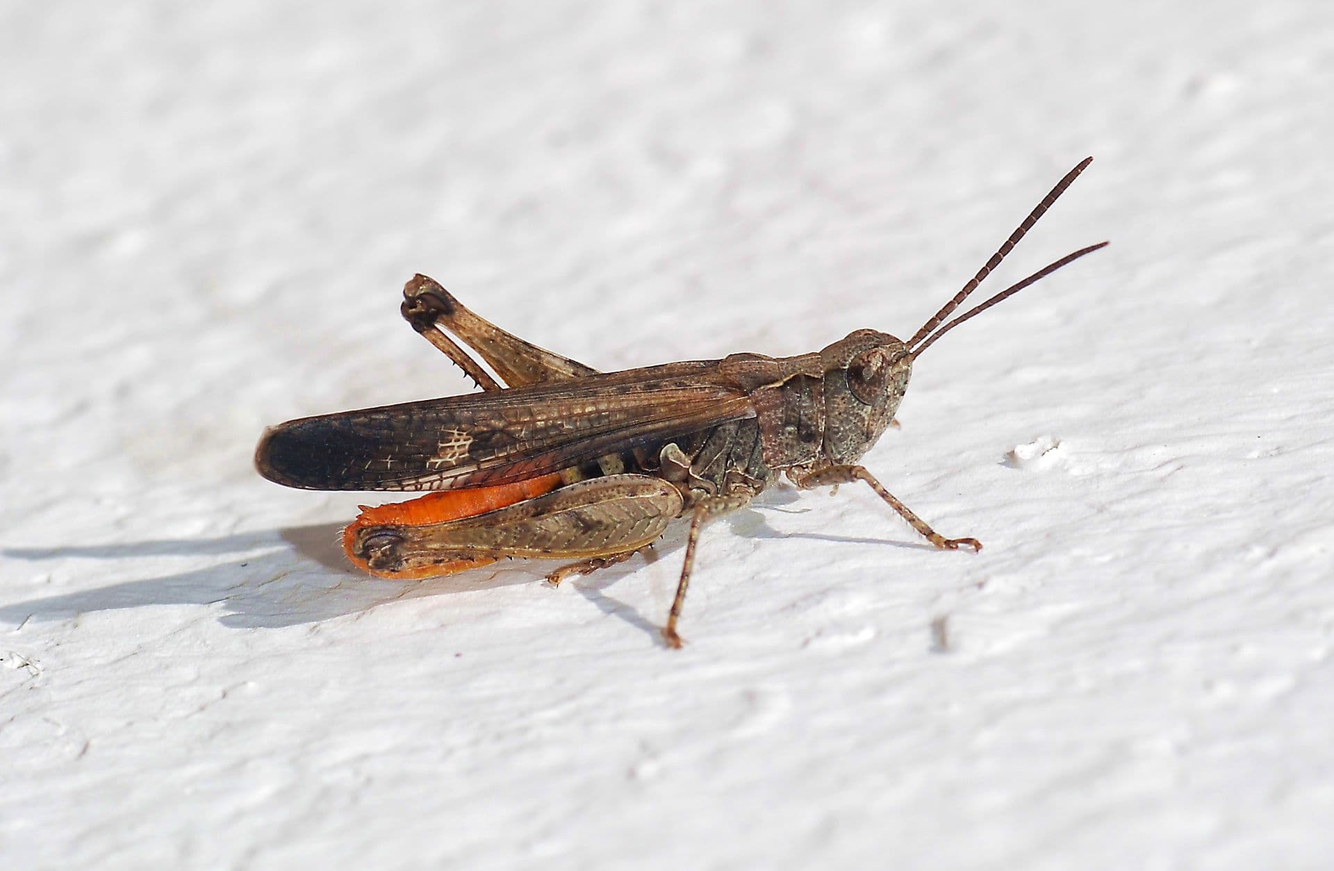 Plaga de SALTAMONTES DE CAMPO, LANGOSTA ITALIANA, CALLIPTAMUS ITALICUS