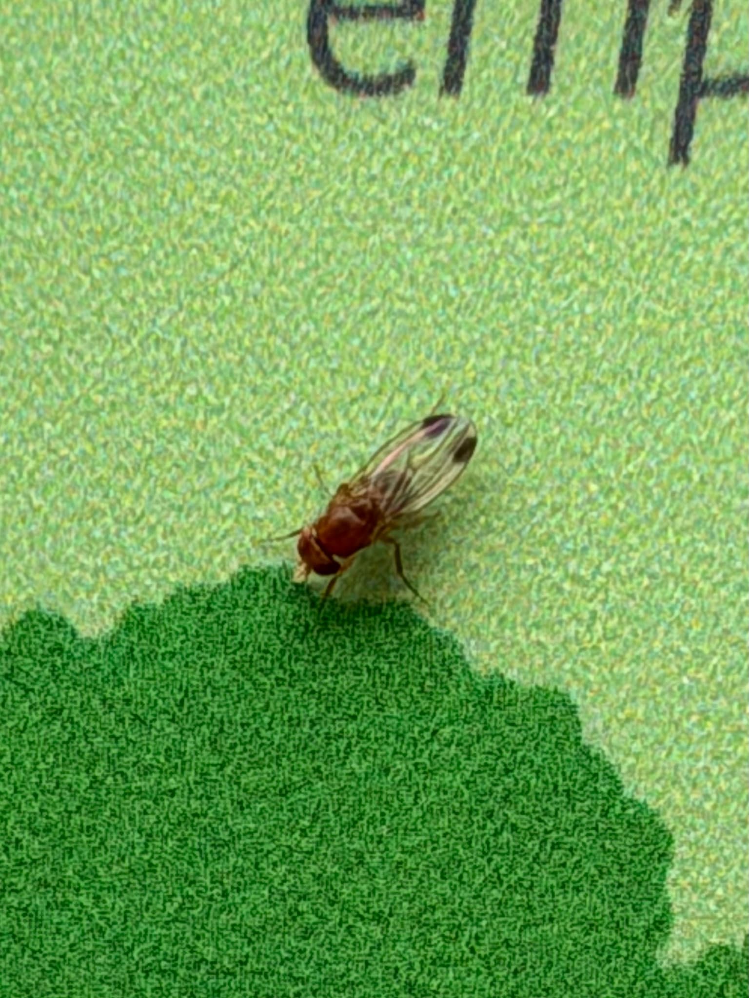 Plaga de MOSCA DEL VINAGRE DE ALAS MANCHADAS, DROSOPHILA SUZUKII