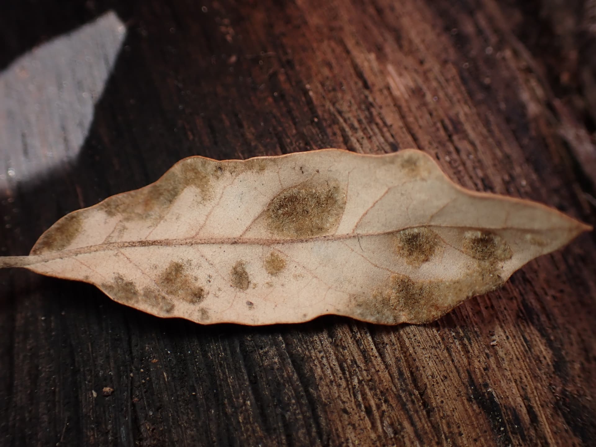 Plaga de ACARIOSIS DEL OLIVO, ACERIA OLEAE
