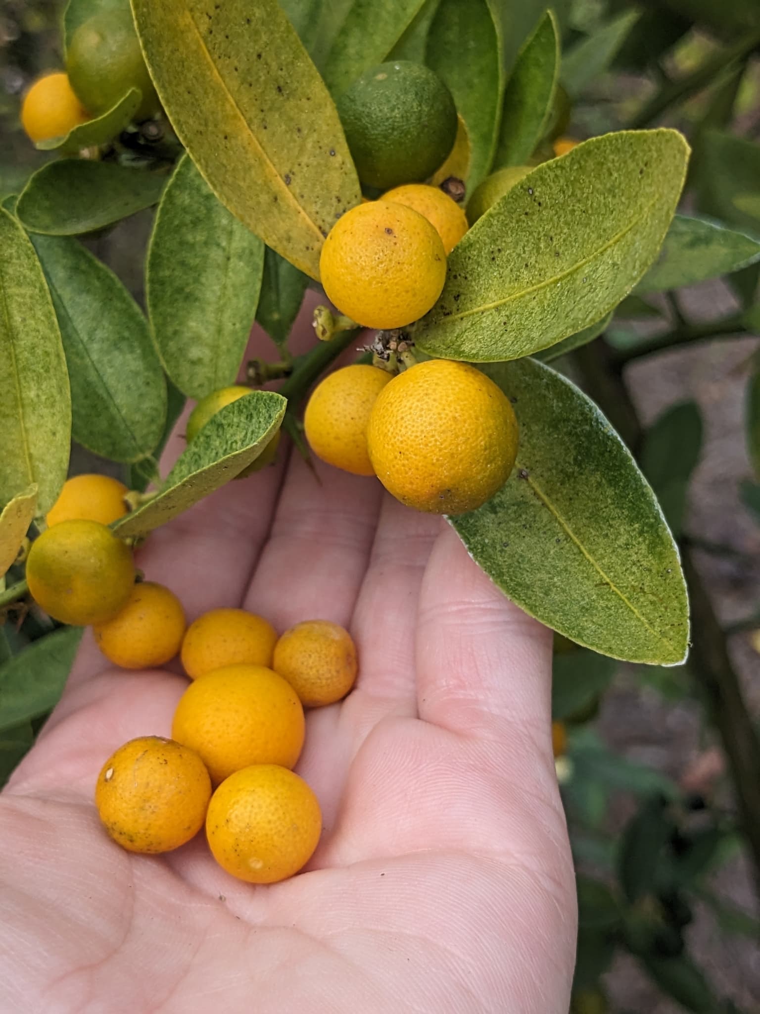 Plaga de ÁCARO DEL PLATEADO, EUTETRANYCHUS BANKSI
