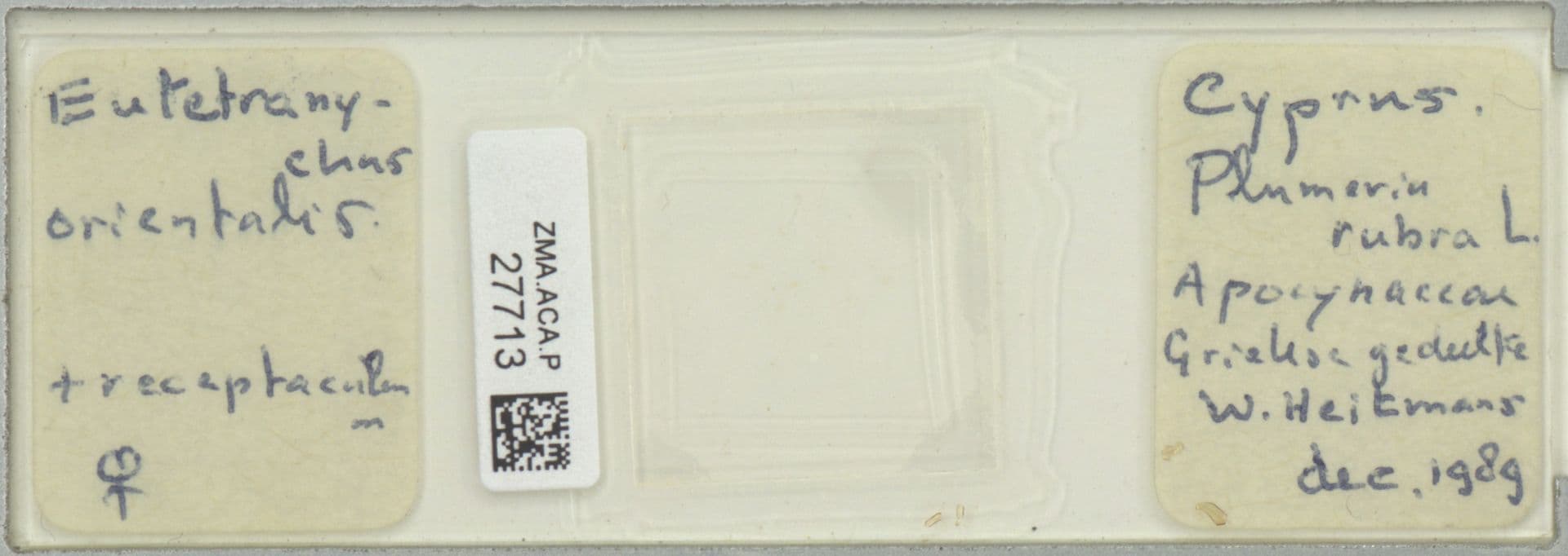 Plaga de ÁCARO ORIENTAL, EUTETRANYCHUS ORIENTALIS