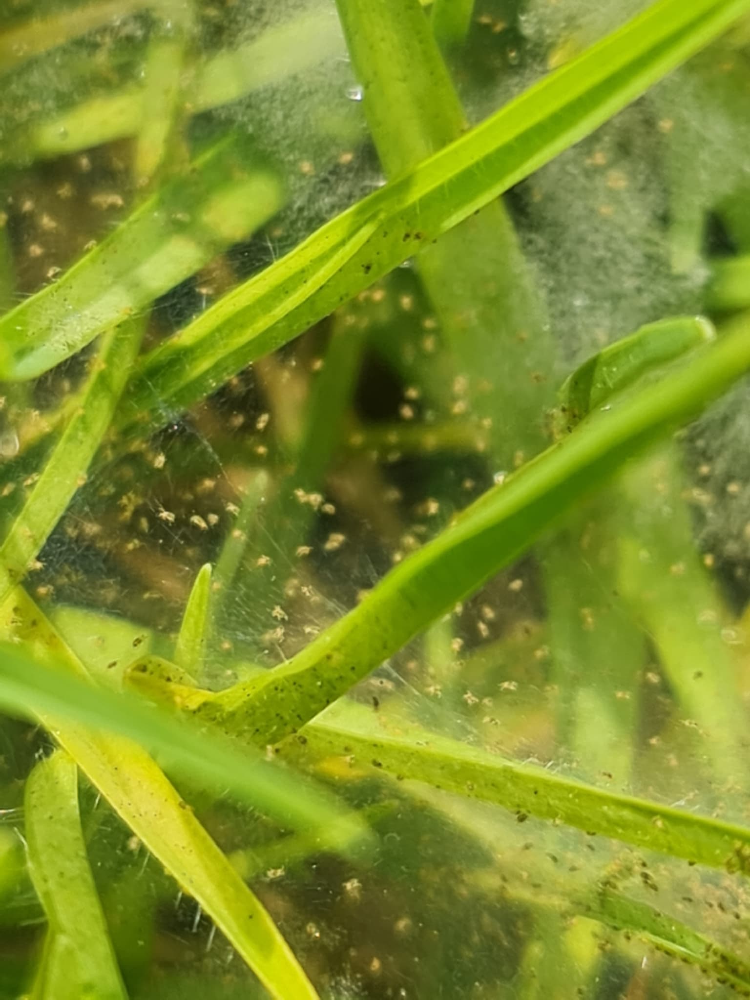 Plaga de ÁCAROS DEL AGUACATE, OLIGONYCHUS SPP.