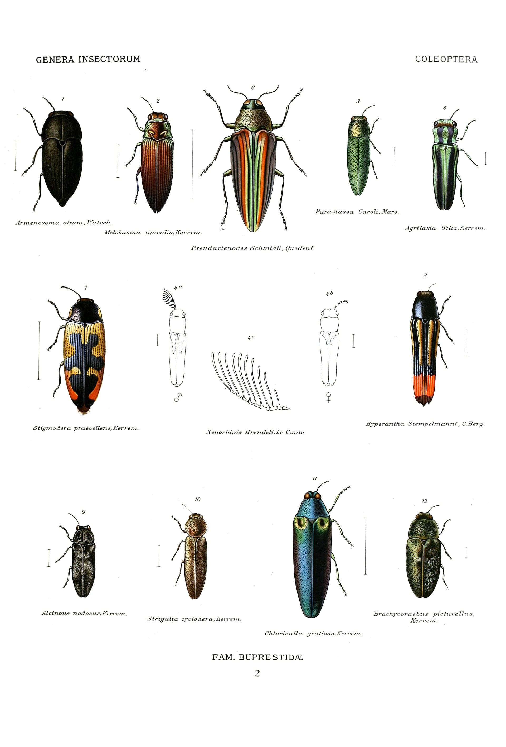 Plaga de BUPRÉSTIDOS, AGRILUS SPP.