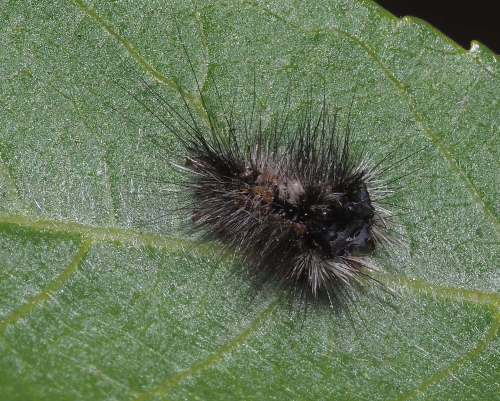 Plaga de ERÉBIDOS, EREBIDAE