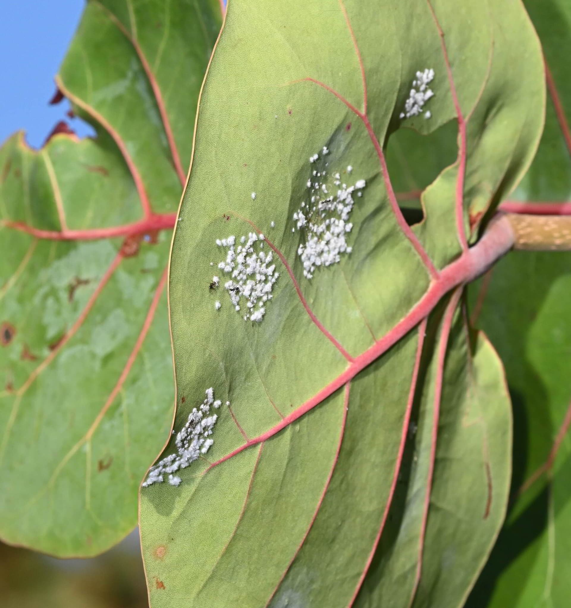 Plaga de MOSCA BLANCA ALGODONOSA, ALEUROTHRIXUS FLOCCOSUS