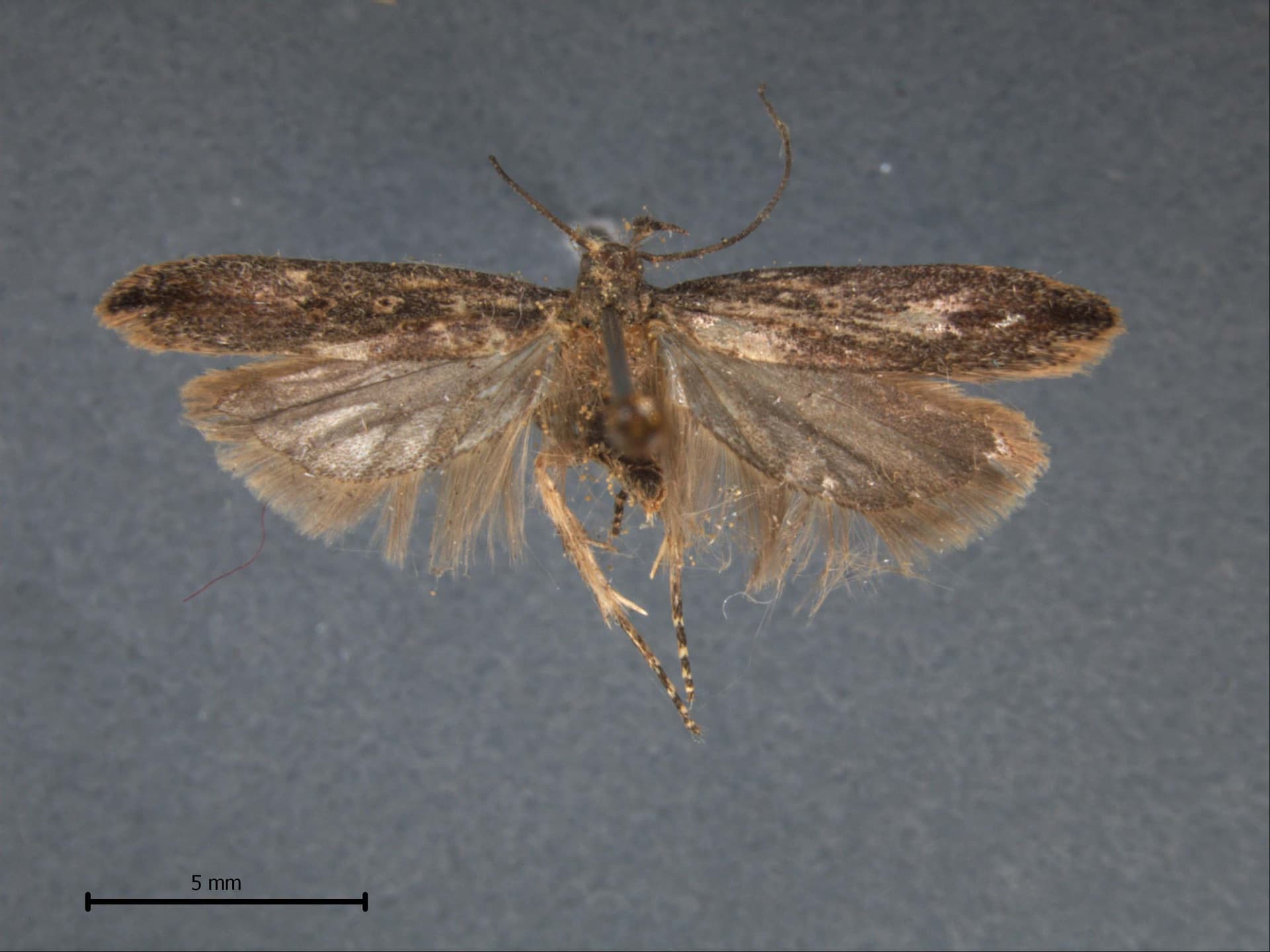 Plaga de POLILLA GUATEMALTECA DE LA PATATA, TECIA SOLANIVORA