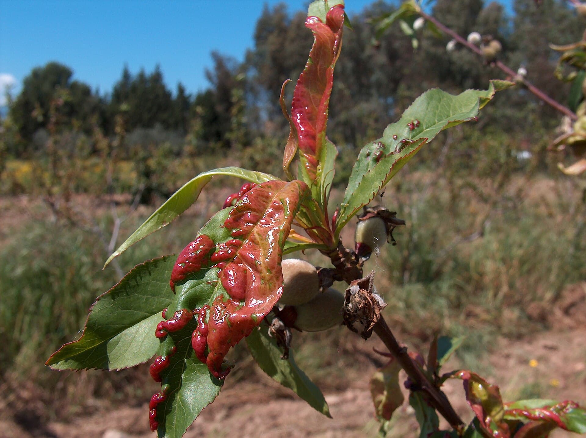 Plaga de ABOLLADURA, LEPRA, TAPHRINA SPP.