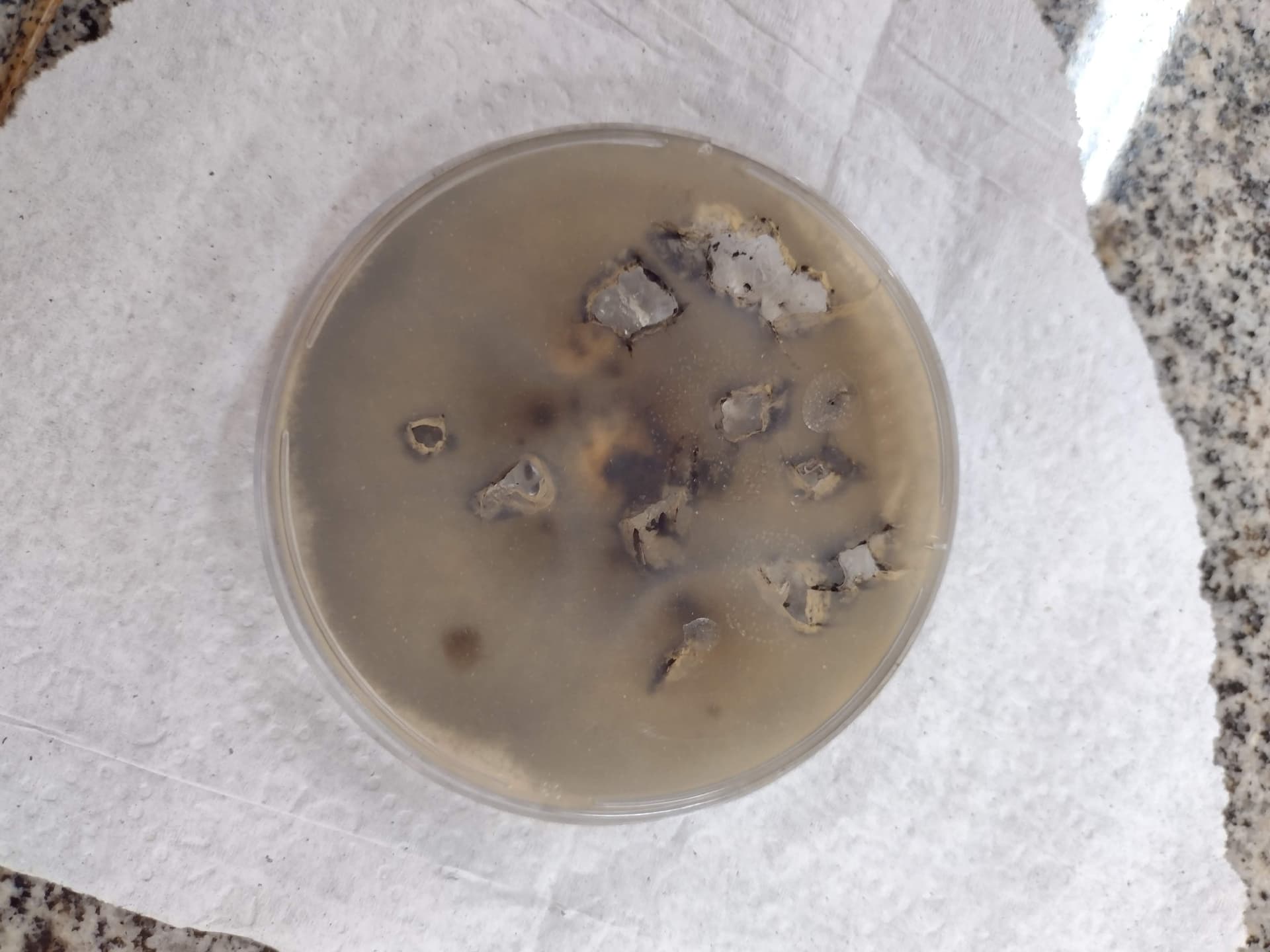 Plaga de ALTERNARIOSIS DE LA REMOLACHA, ALTERNARIA ALTERNATA