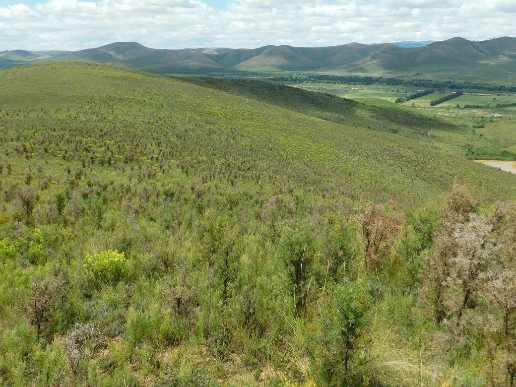 Plaga de ANTRACNOSIS DEL FRESÓN, COLLETOTRICHUM ACUTATUM