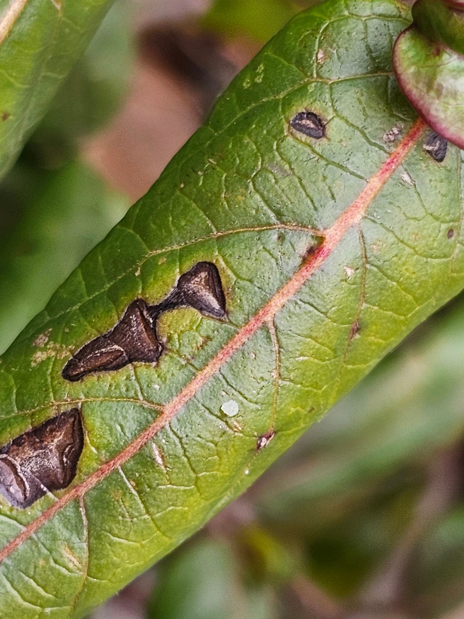 Plaga de CERCOSPORIOSIS, CERCOSPORA SPP.