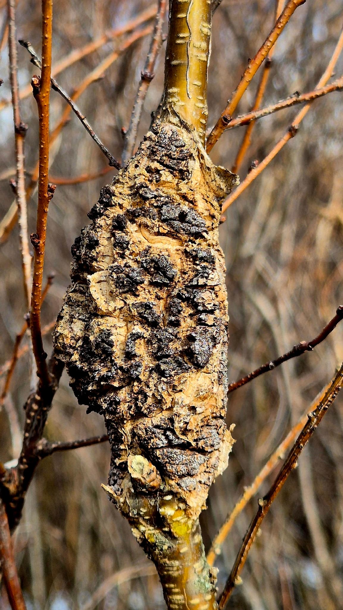 Plaga de DIPLODIA SPP.