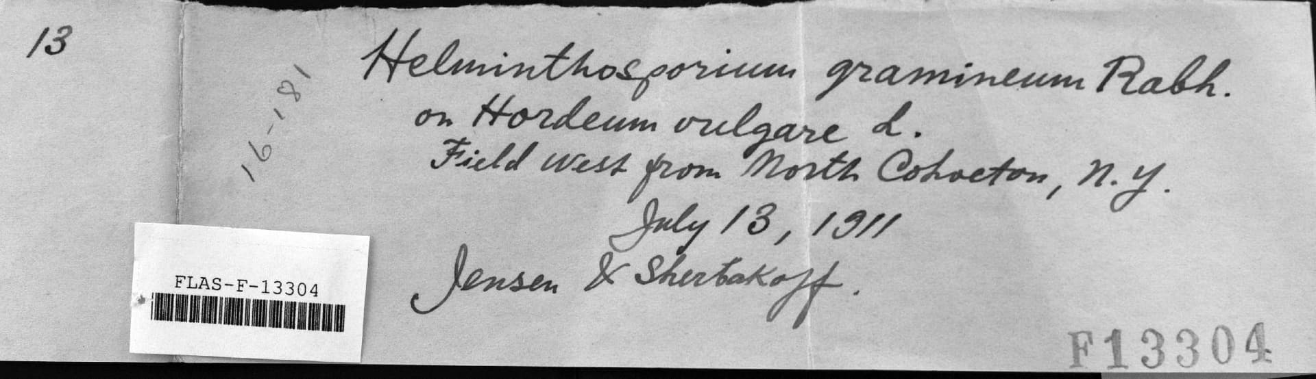 Plaga de HELMINTOSPORIOSIS RAYADA DE LA CEBADA, PYRENOPHORA GRAMINEA