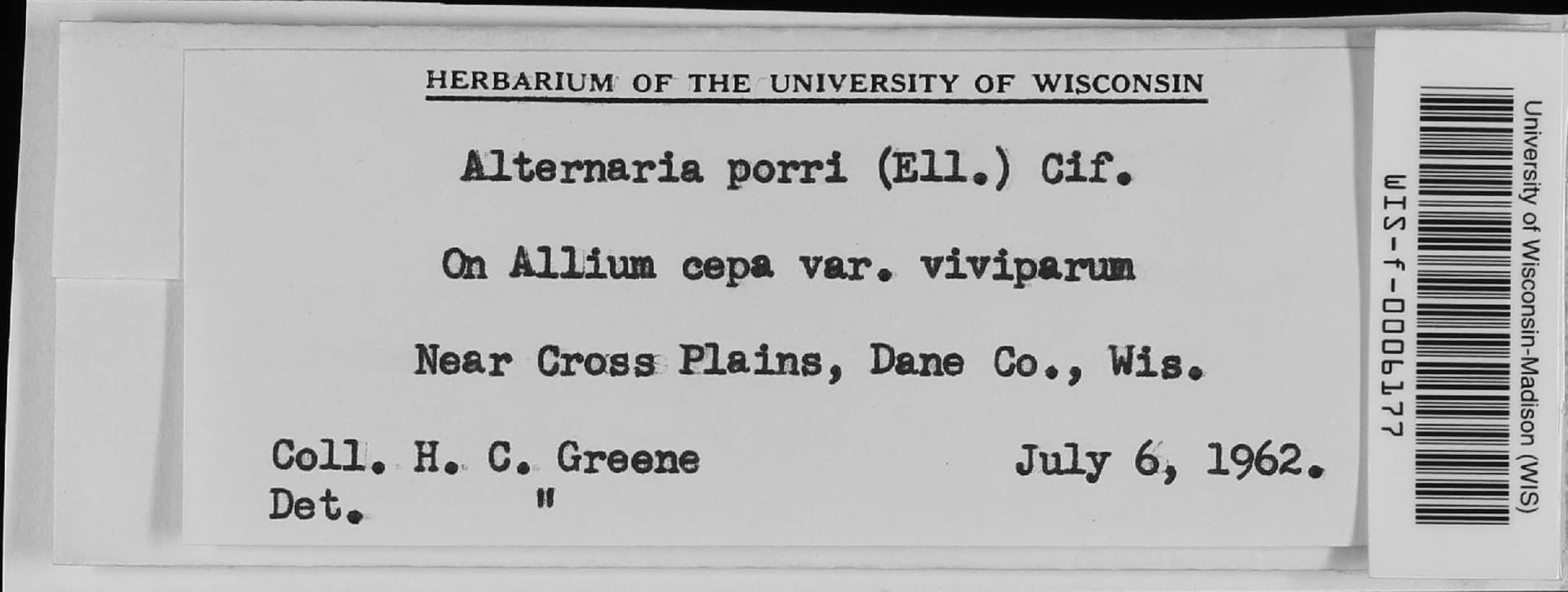 Plaga de MANCHA PÚRPURA DE LA HOJA DE LA CEBOLLA, ALTERNARIA PORRI