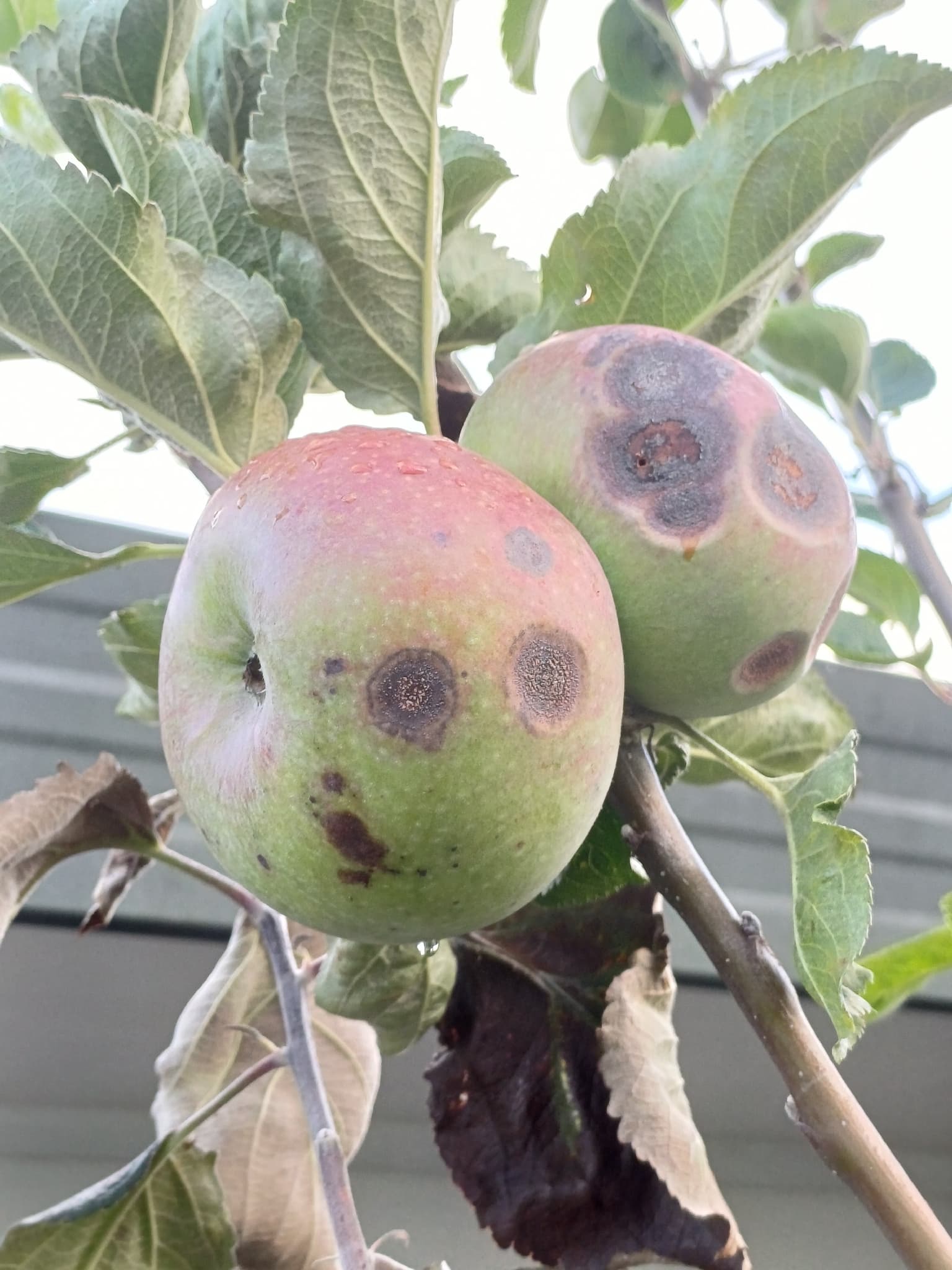 Plaga de MOTEADO O ROÑA DEL MANZANO, VENTURIA INAEQUALIS