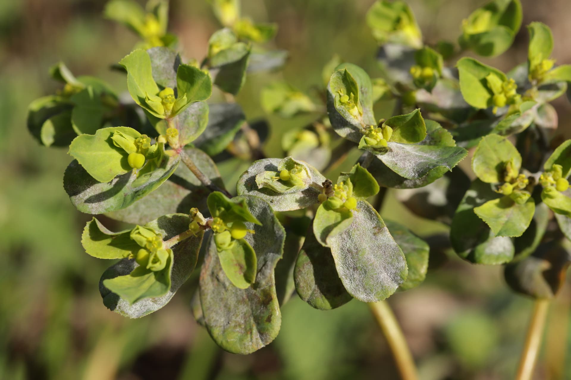Plaga de PODOSPHAERA SPP.