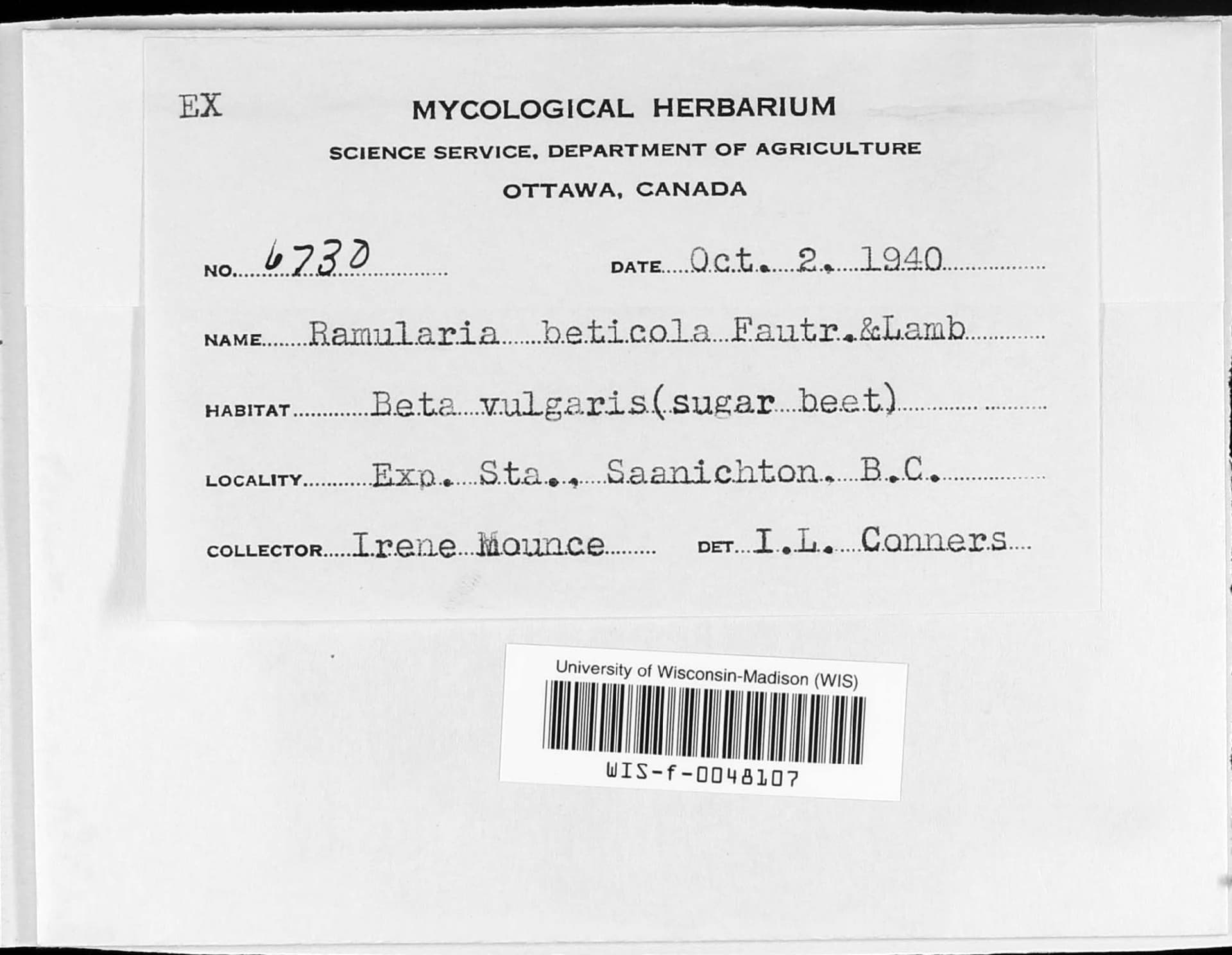 Plaga de RAMULARIA O VIRUELA DE LAS HOJAS DE LA REMOLACHA, RAMULARIA BETICOLA