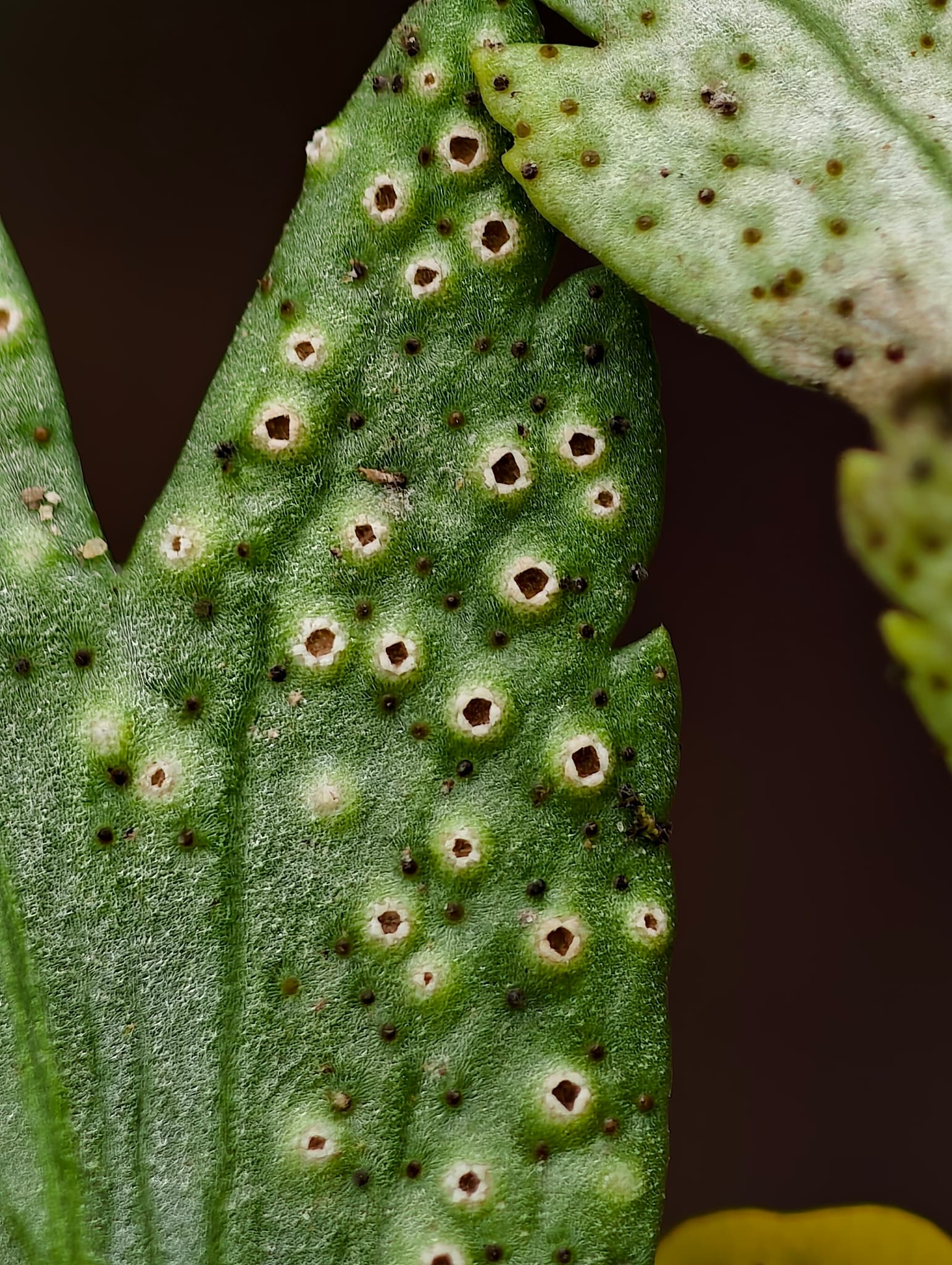 Plaga de ROYA DEL CIRUELO, TRANZSCHELIA PRUNI-SPINOSAE